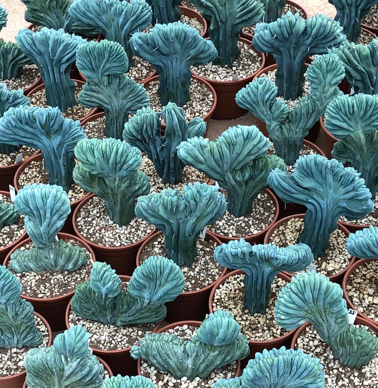 Gruppo di piante di cactus nel nostro vivaio