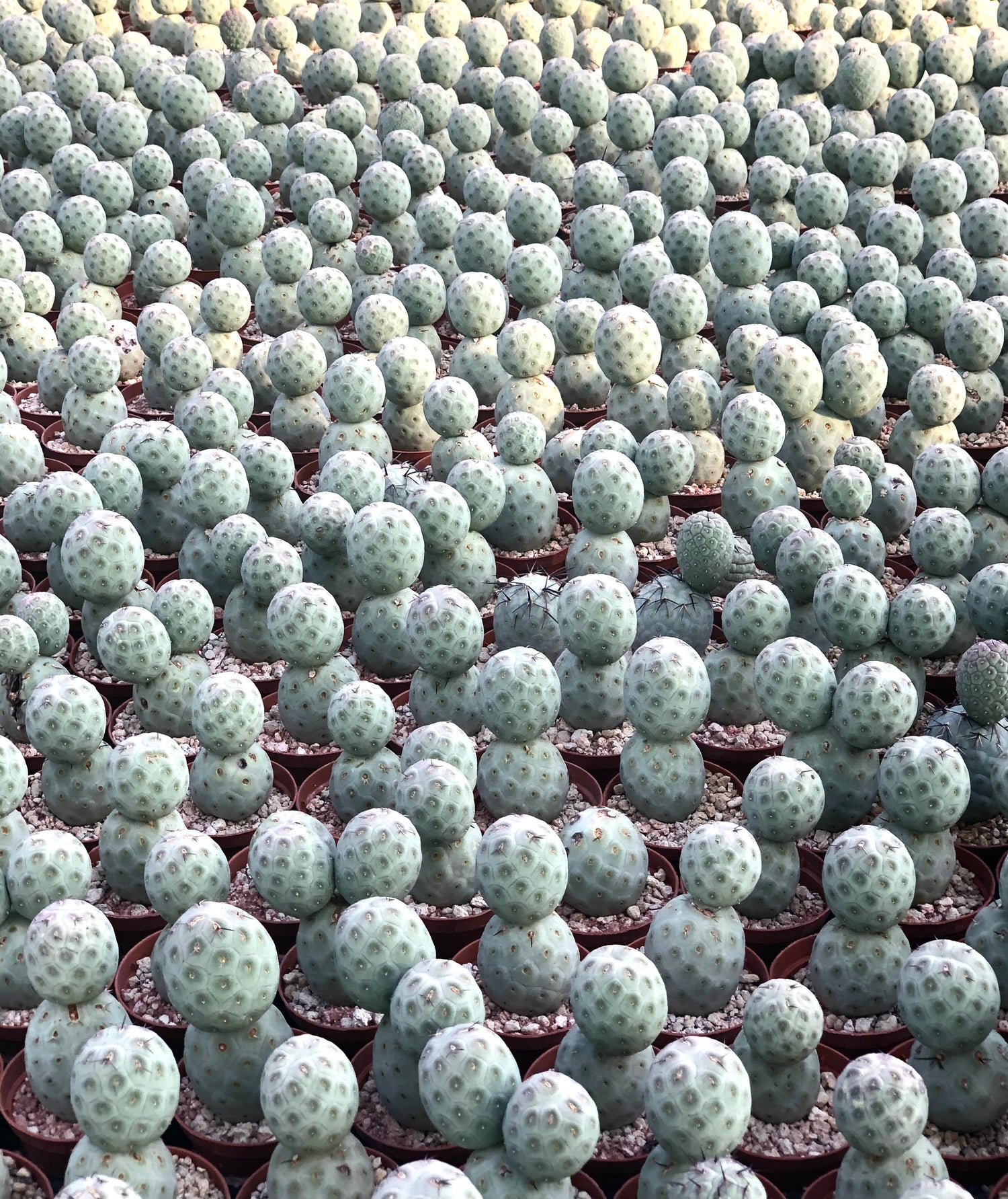Tephrocactus geometricus at our nursery