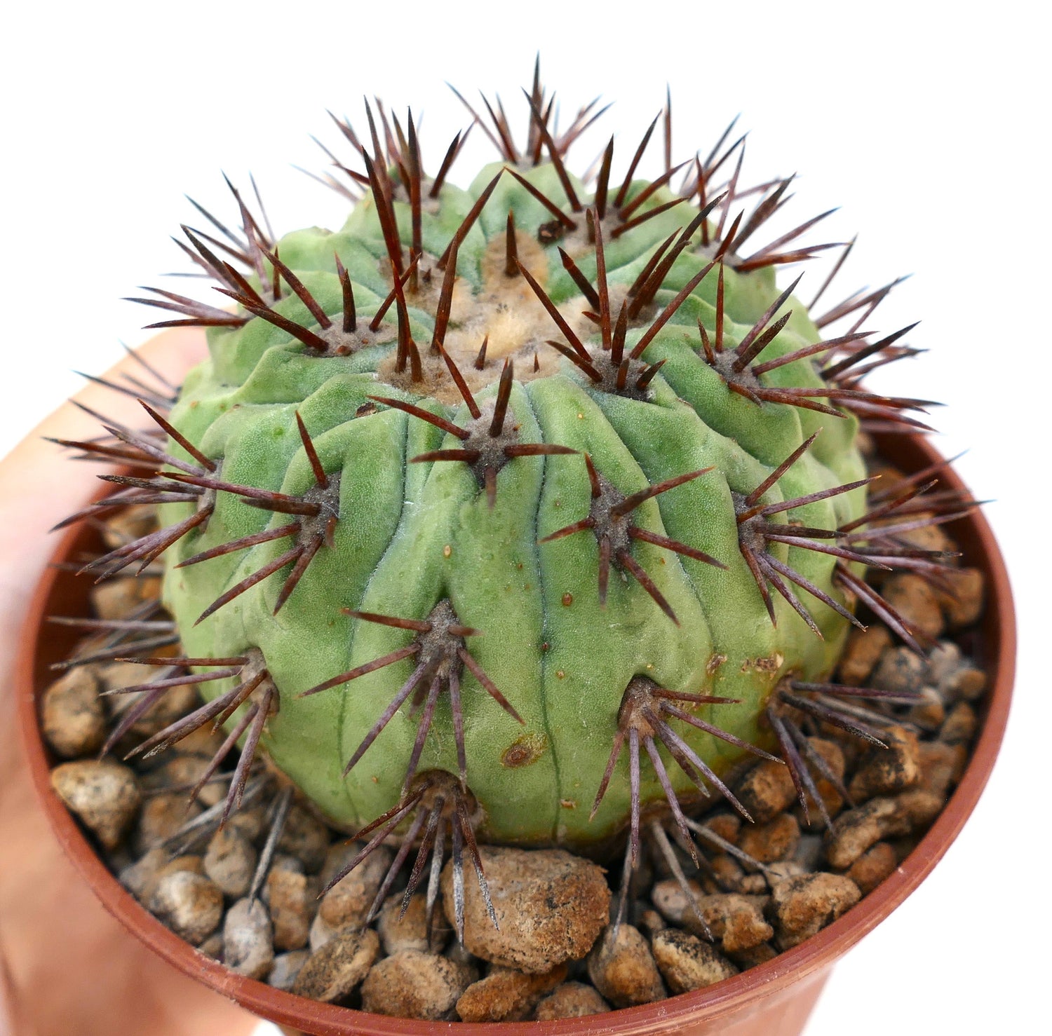 โคปิอาโพอา เซอร์เพนติซัลคาตา ไฮบริด