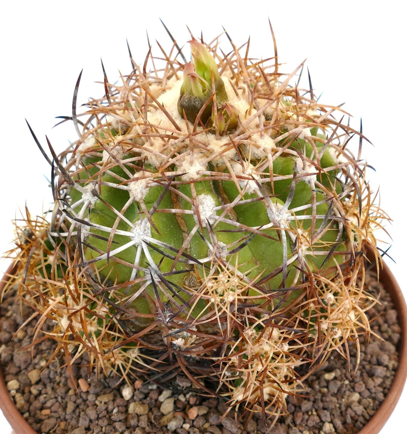 Copiapoa andina