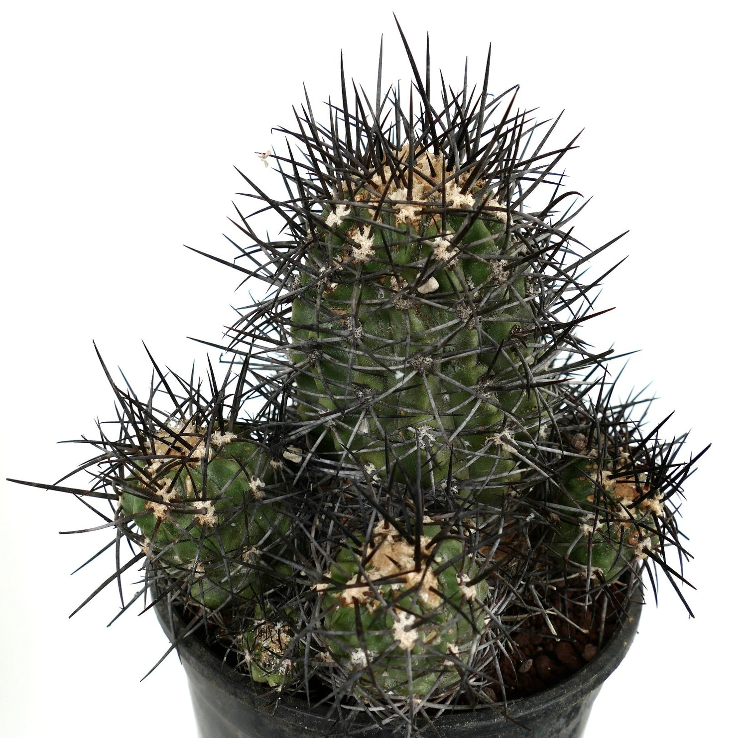 Copiapoa armata