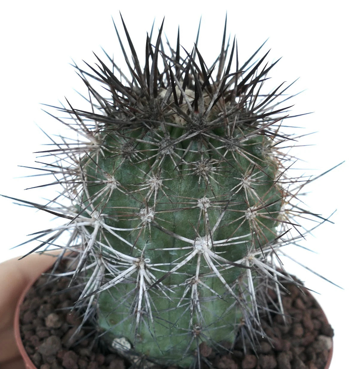 Copiapoa atacamensis
