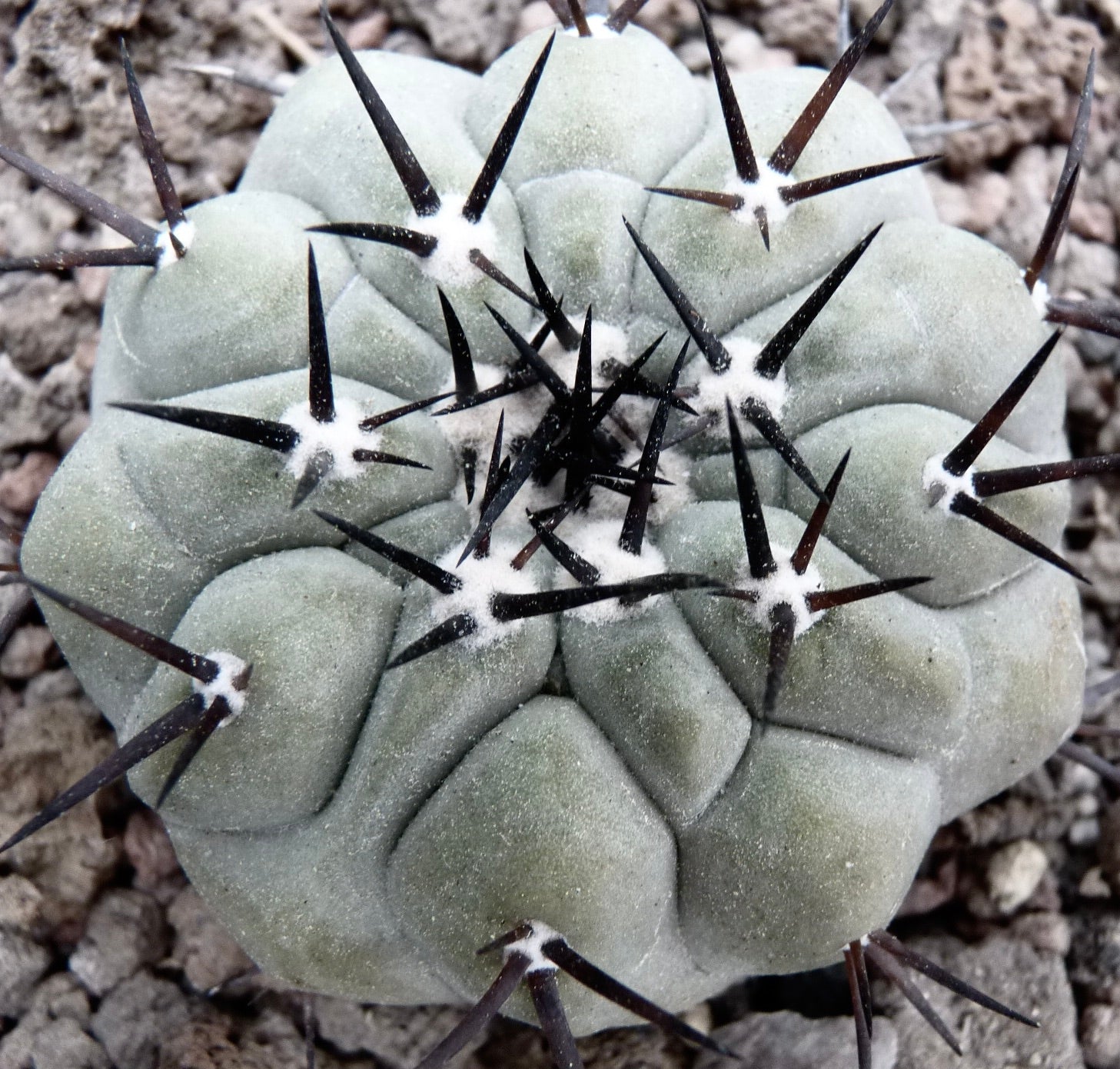 Pianta giovane di Copiapoa cinerea