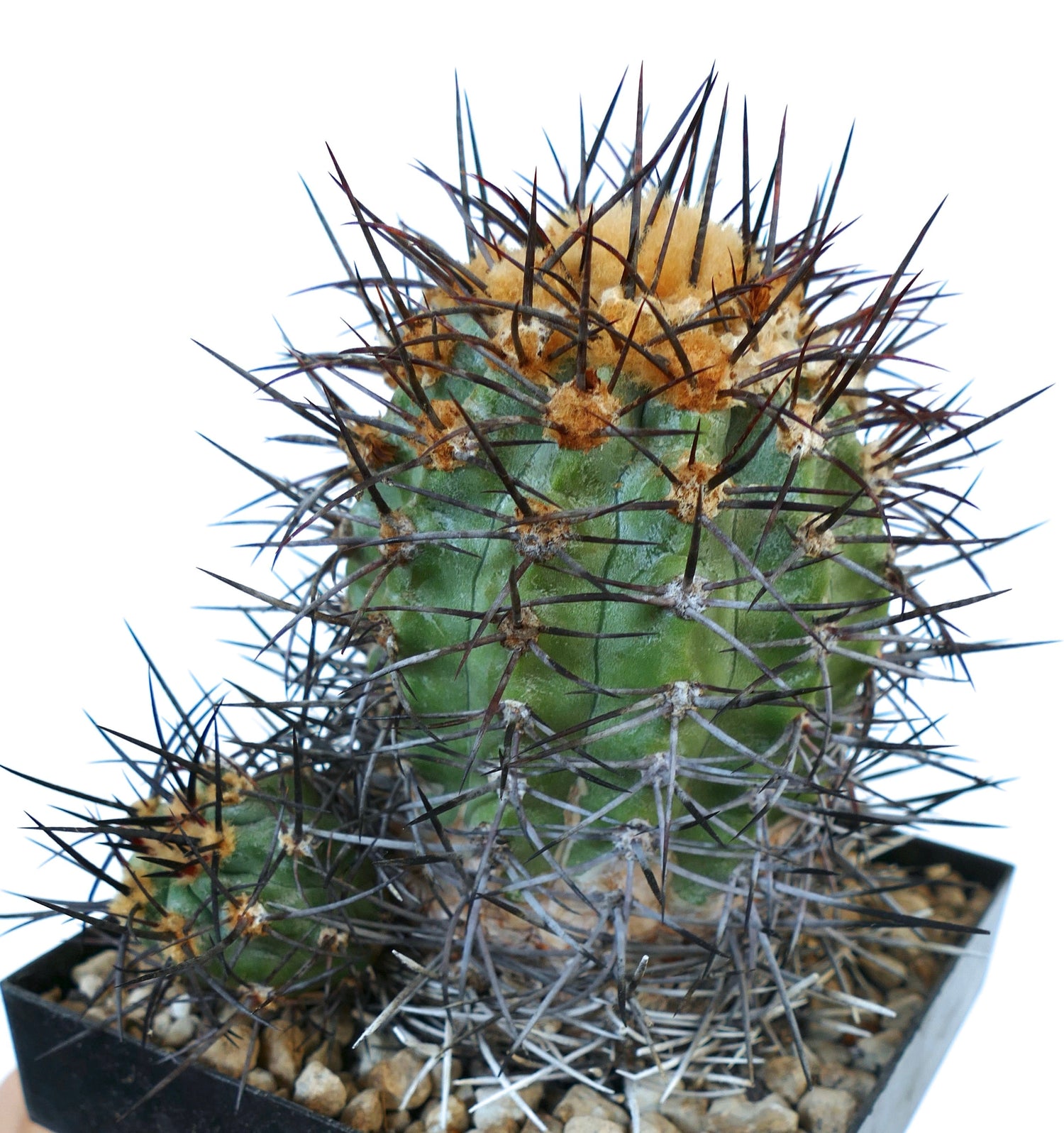 Copiapoa coquimbana