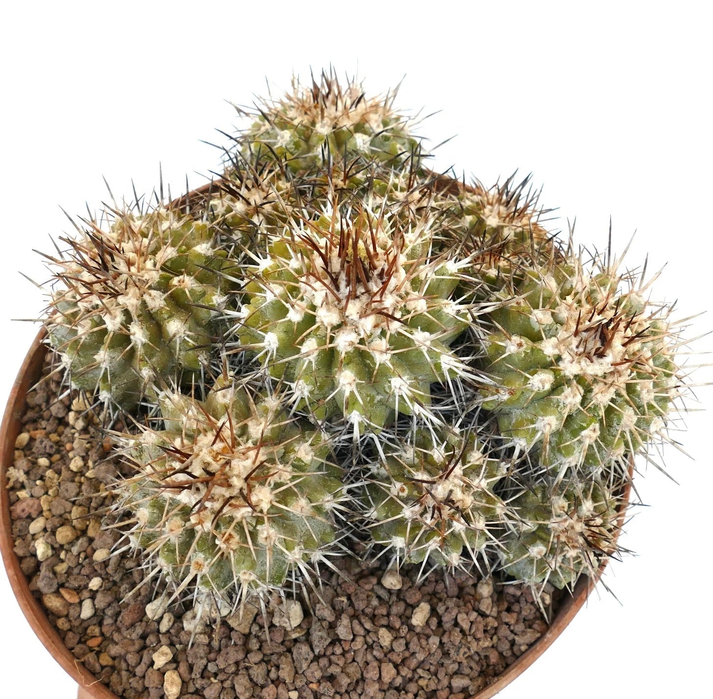 Copiapoa desertorum