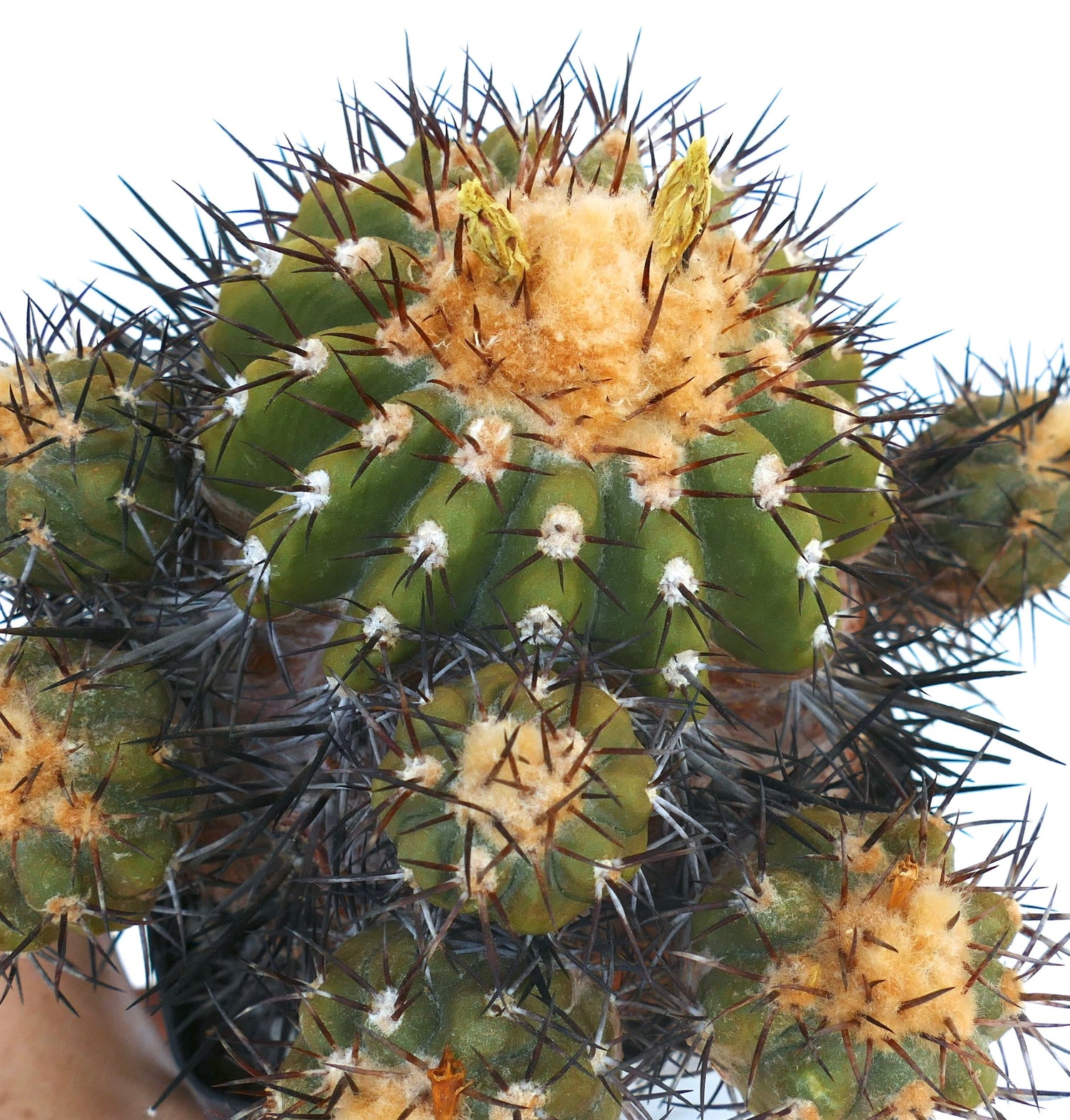 Copiapoa dura