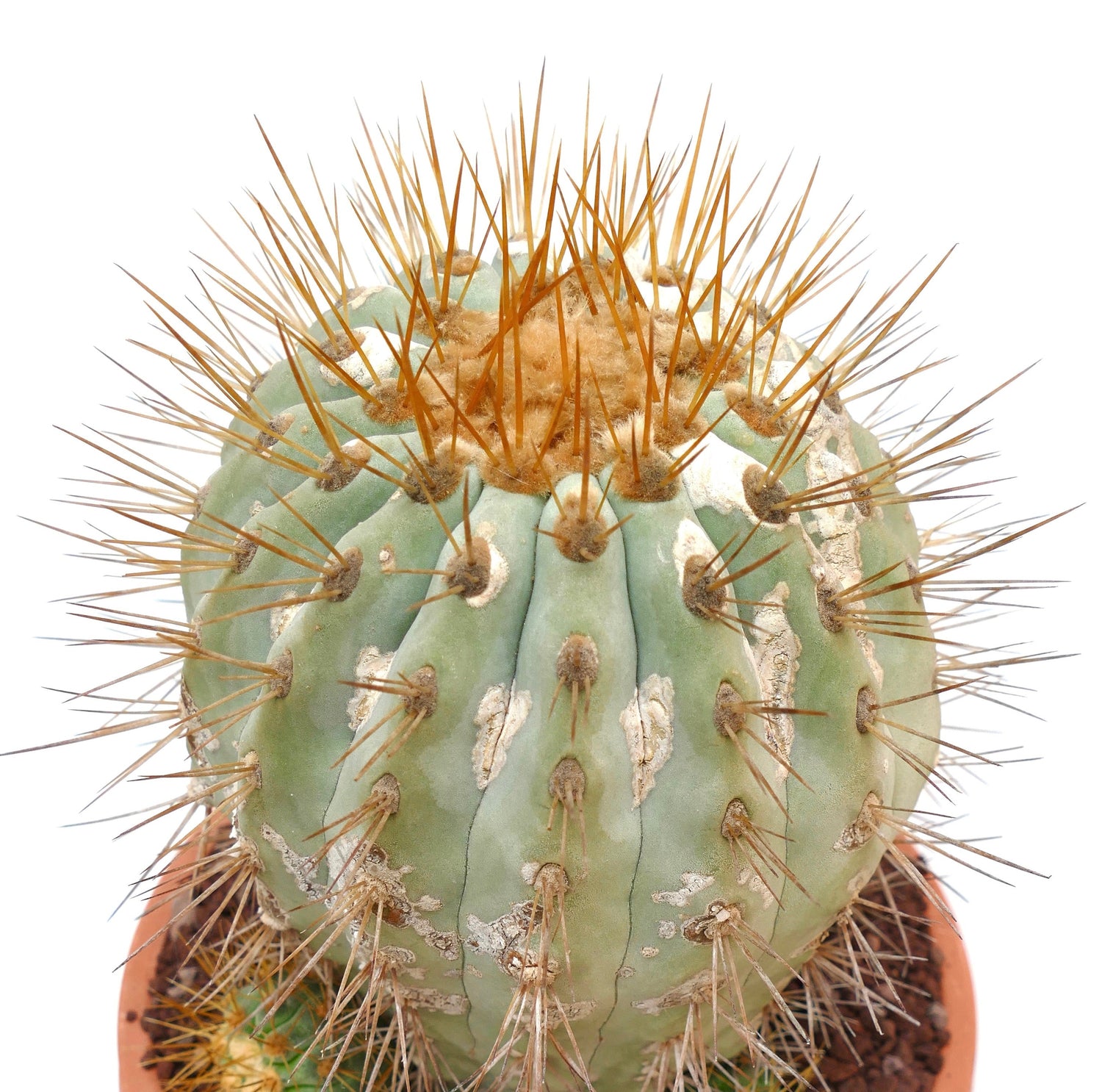 Copiapoa gigantea