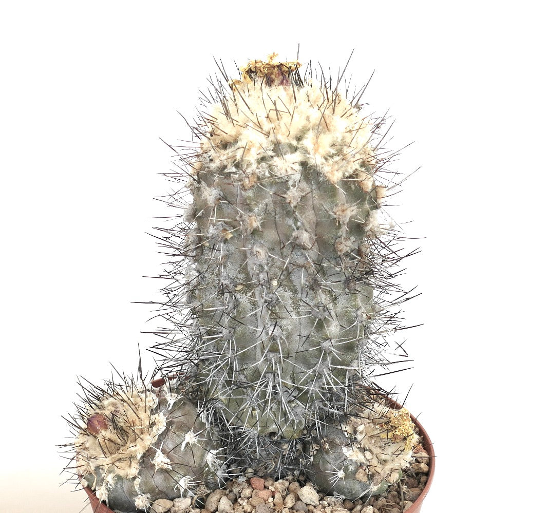 Copiapoa humilis