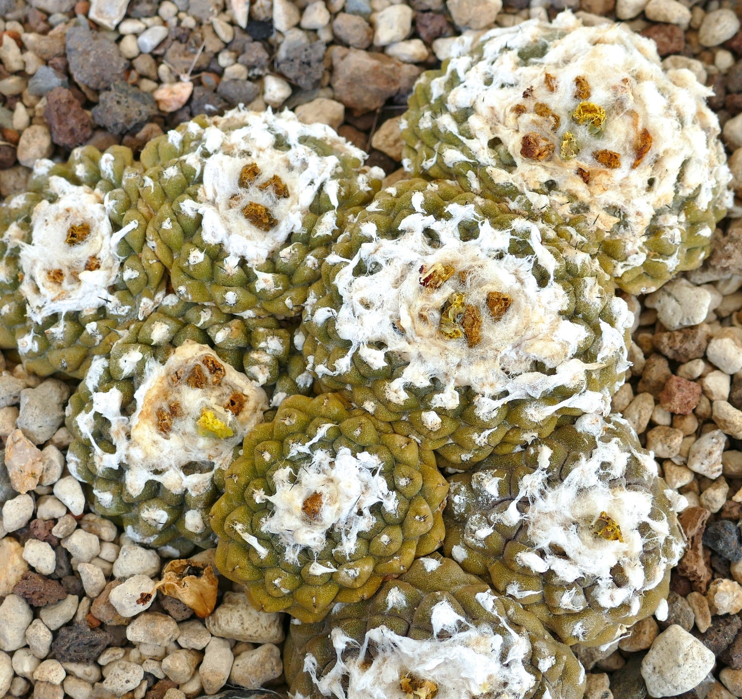 กลุ่มใหญ่เก่าแก่ของโคปิอาโพอา ไฮโปแกอา