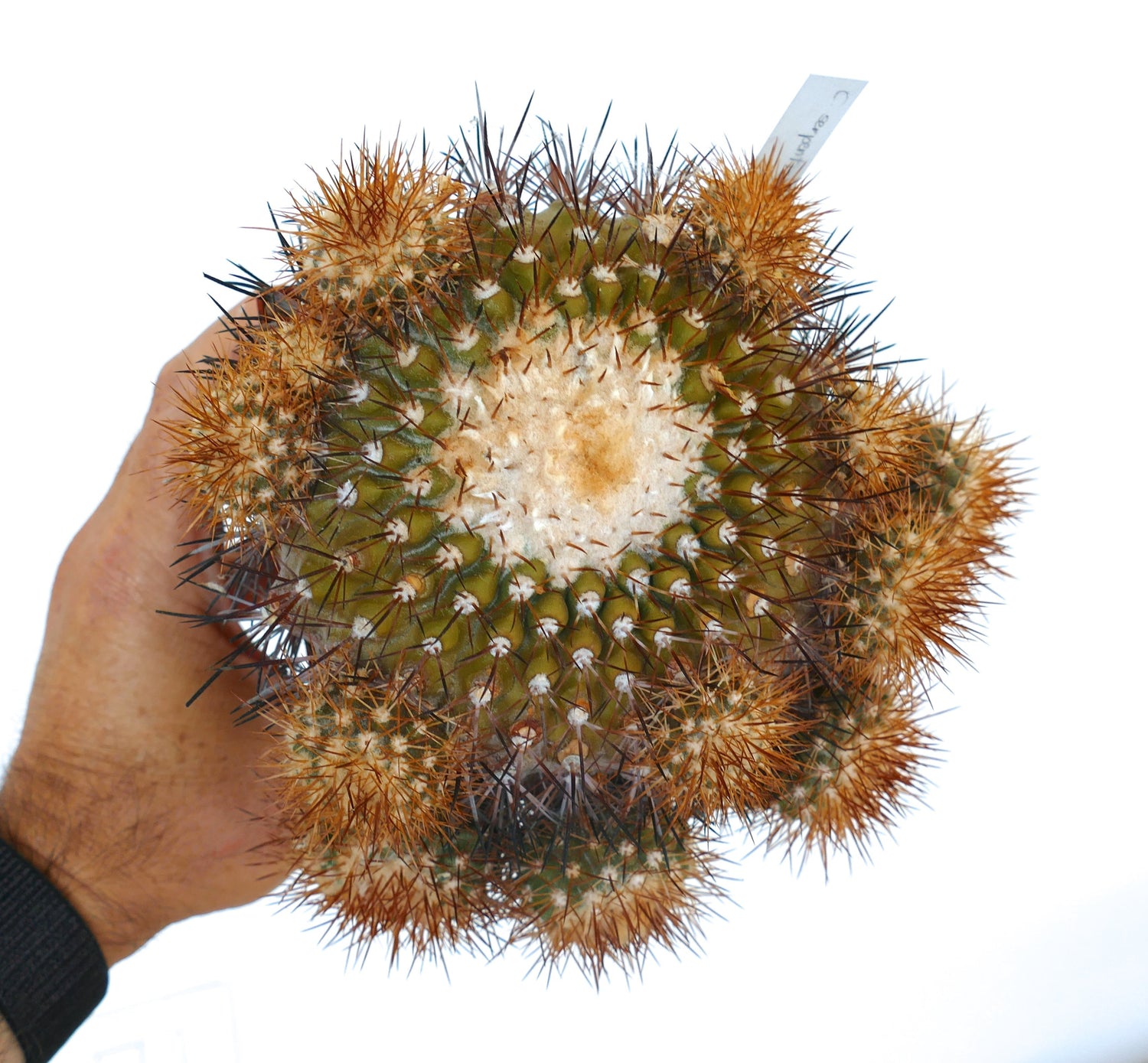 โคปิอาโพอา เซอร์เพ็นทิซัลคาตา กลุ่มเก่า