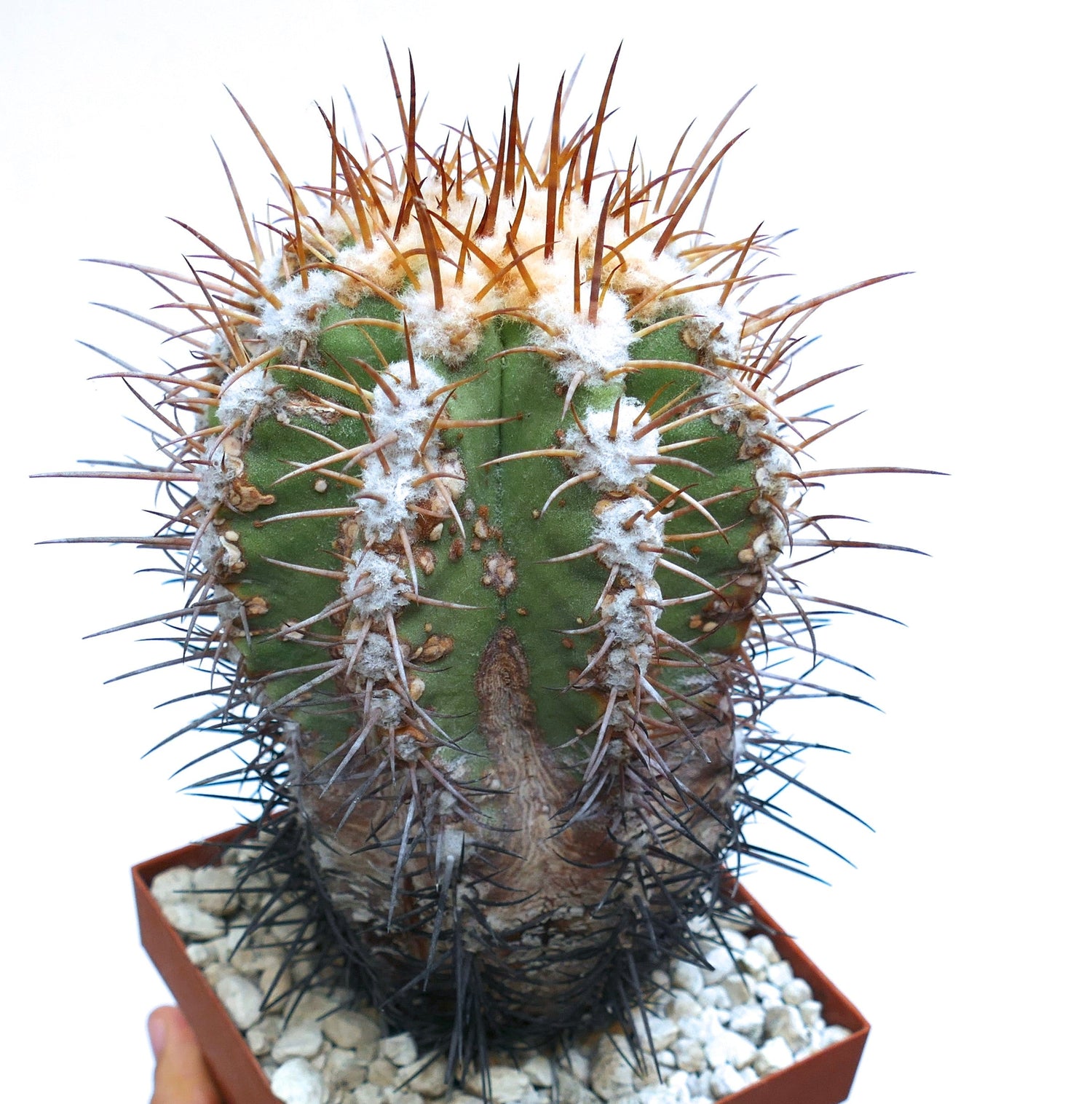 Copiapoa solaris