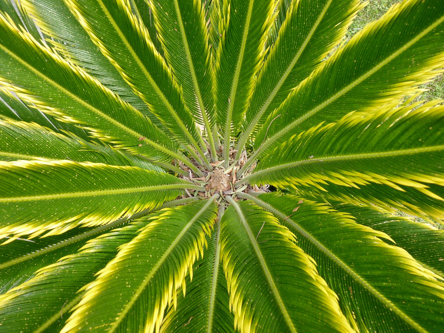 ต้นไซคัส เรโวลูตา ลายใบเขียวขอบเหลือง