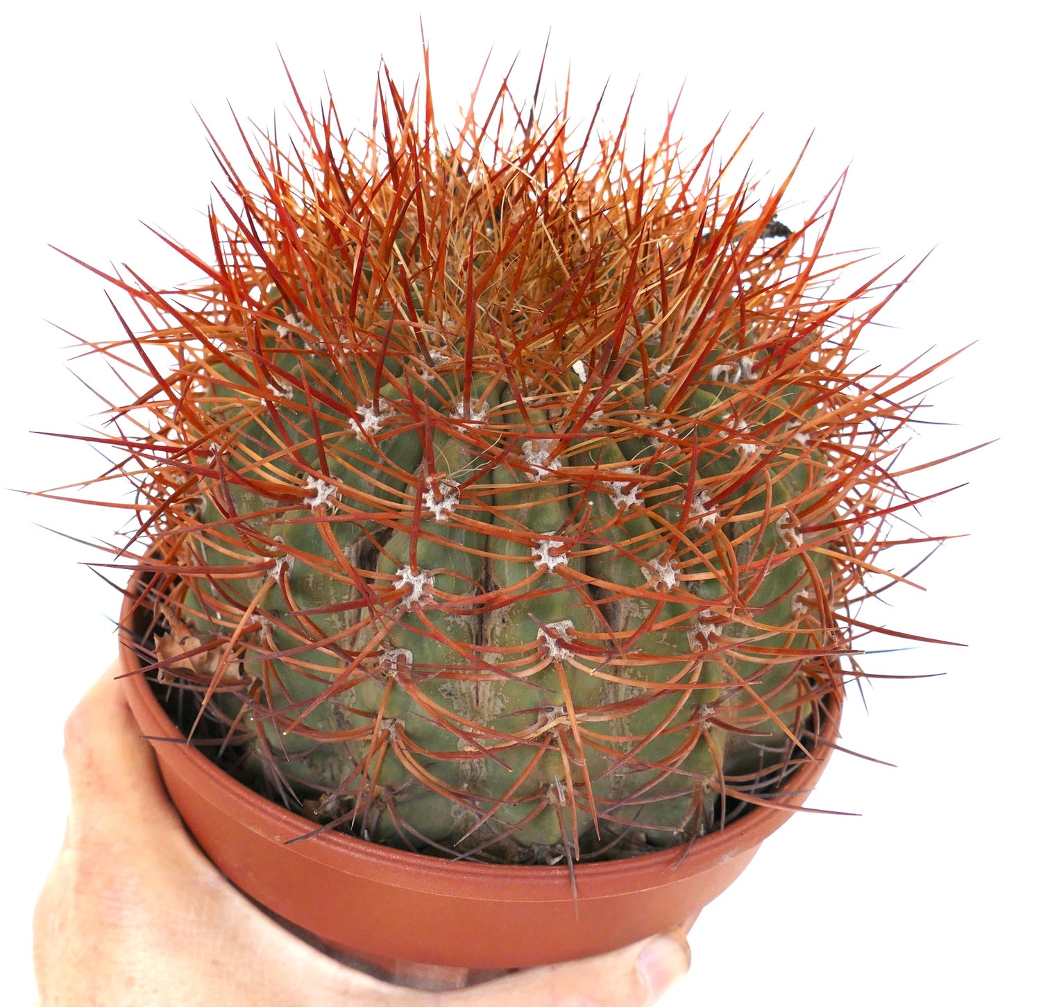 ต้นเดนโมซา