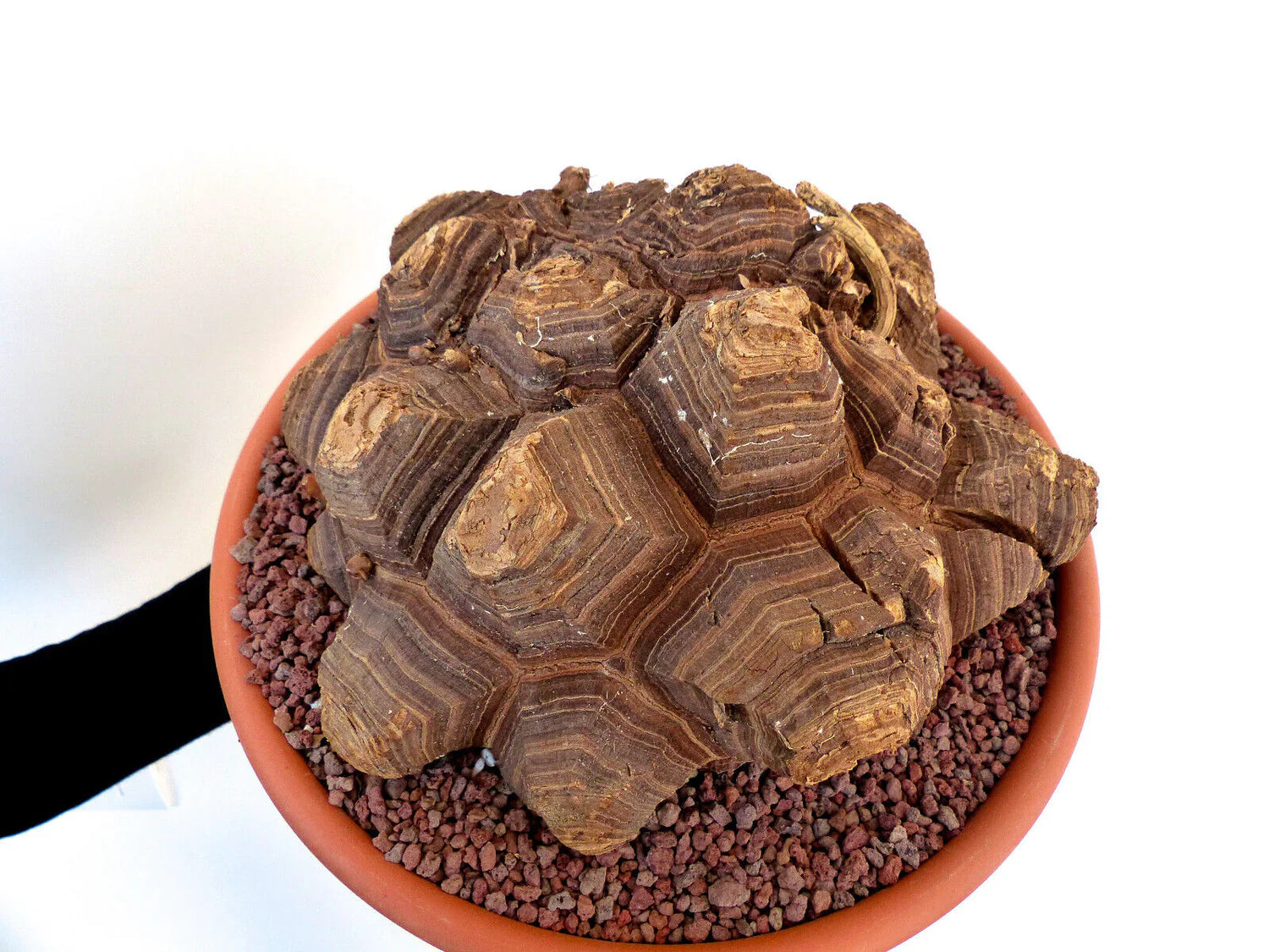 ต้นไดโอสคอเรีย