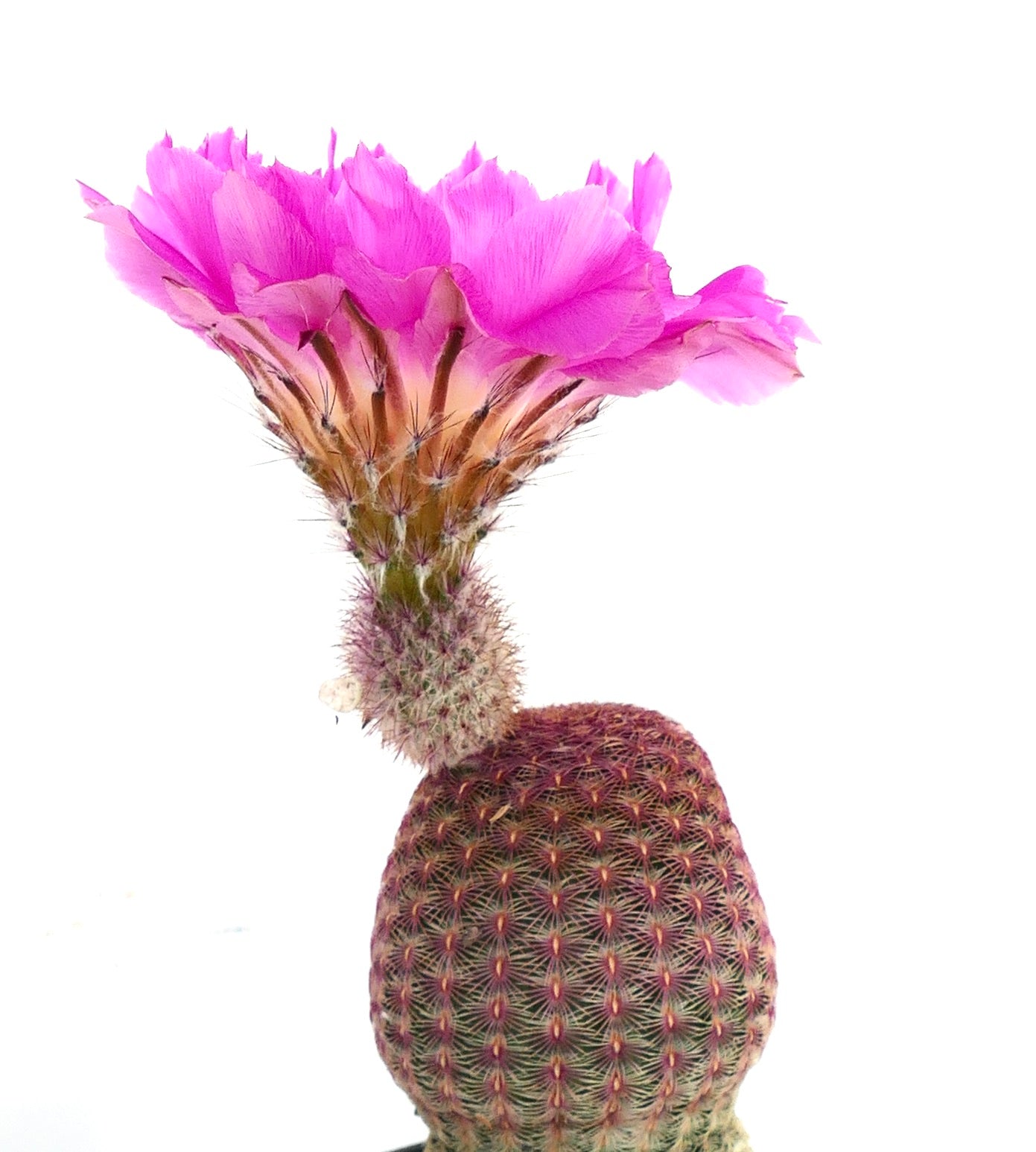 เอคิโนเซรีอุส ริดิจิดซิมุส ซับสปีชีย์ รูบิสปินัส กำลังออกดอก