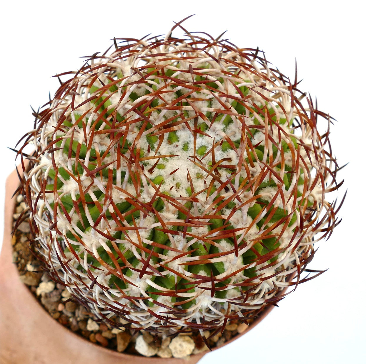 ตัวอย่างเอรีโอซิเซ