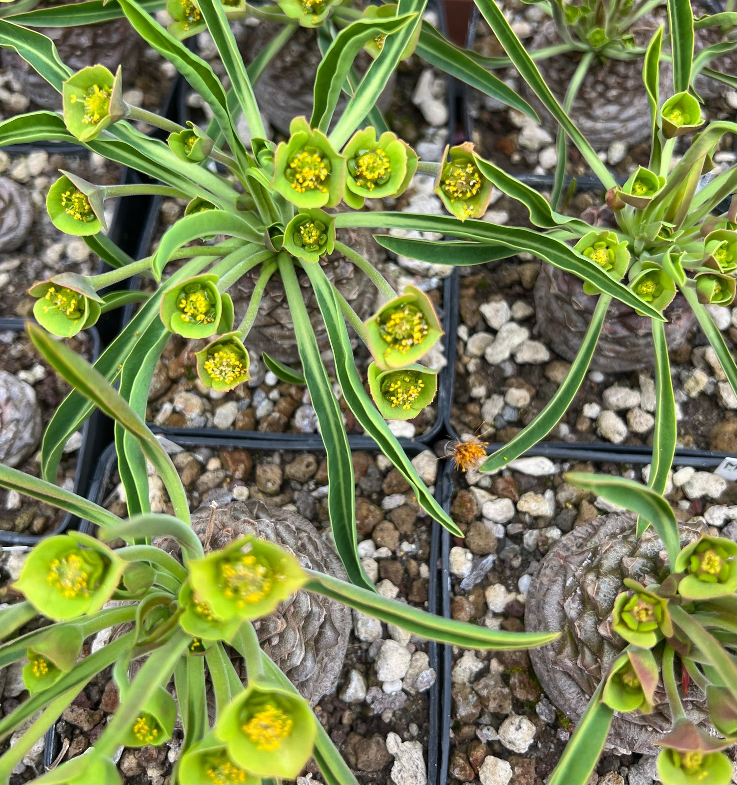 Euphorbia bupleurifolia plants in flower