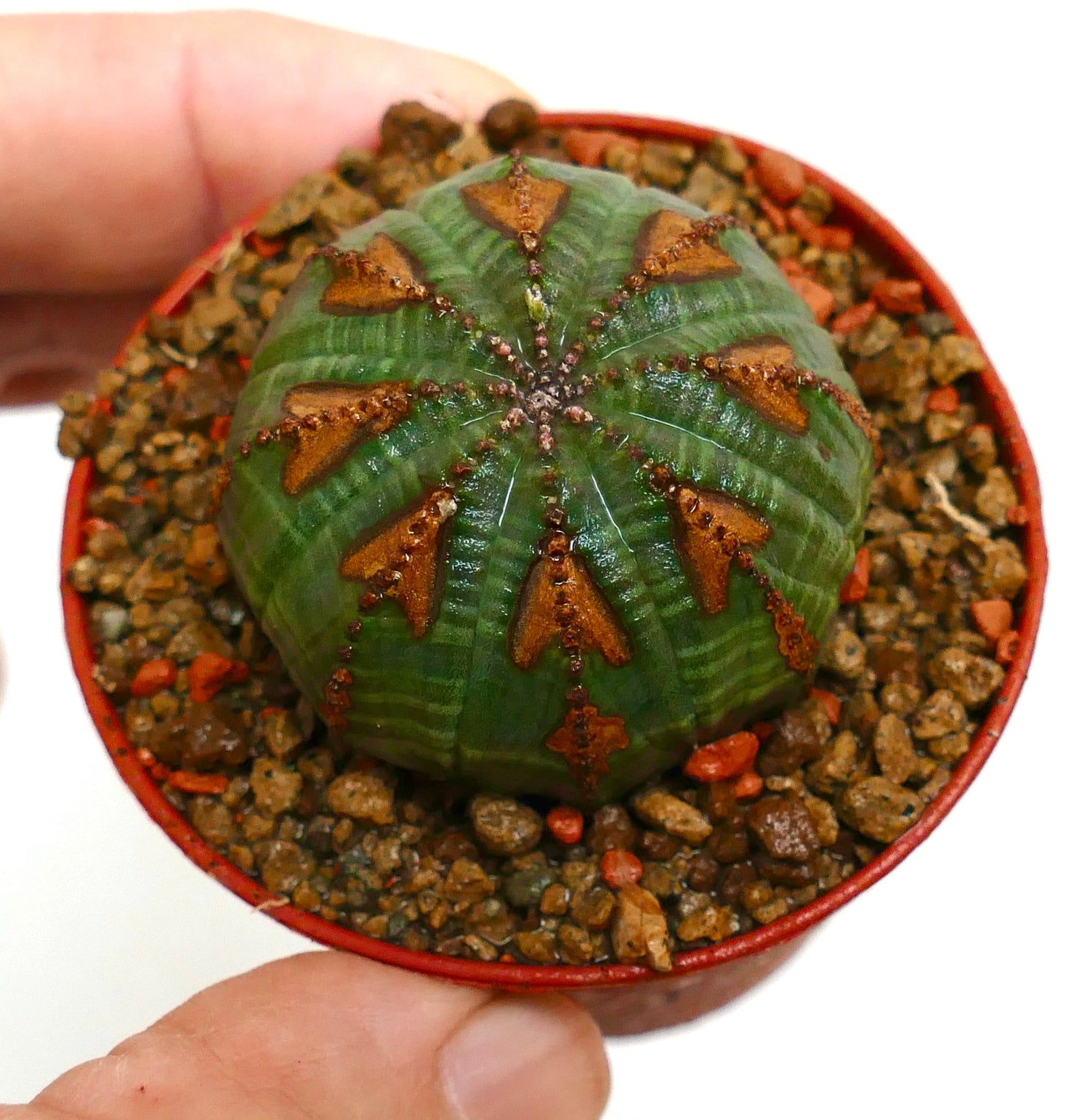 Euphorbia obesa