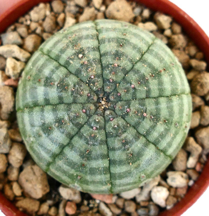 Euphorbia symmetrica young plant