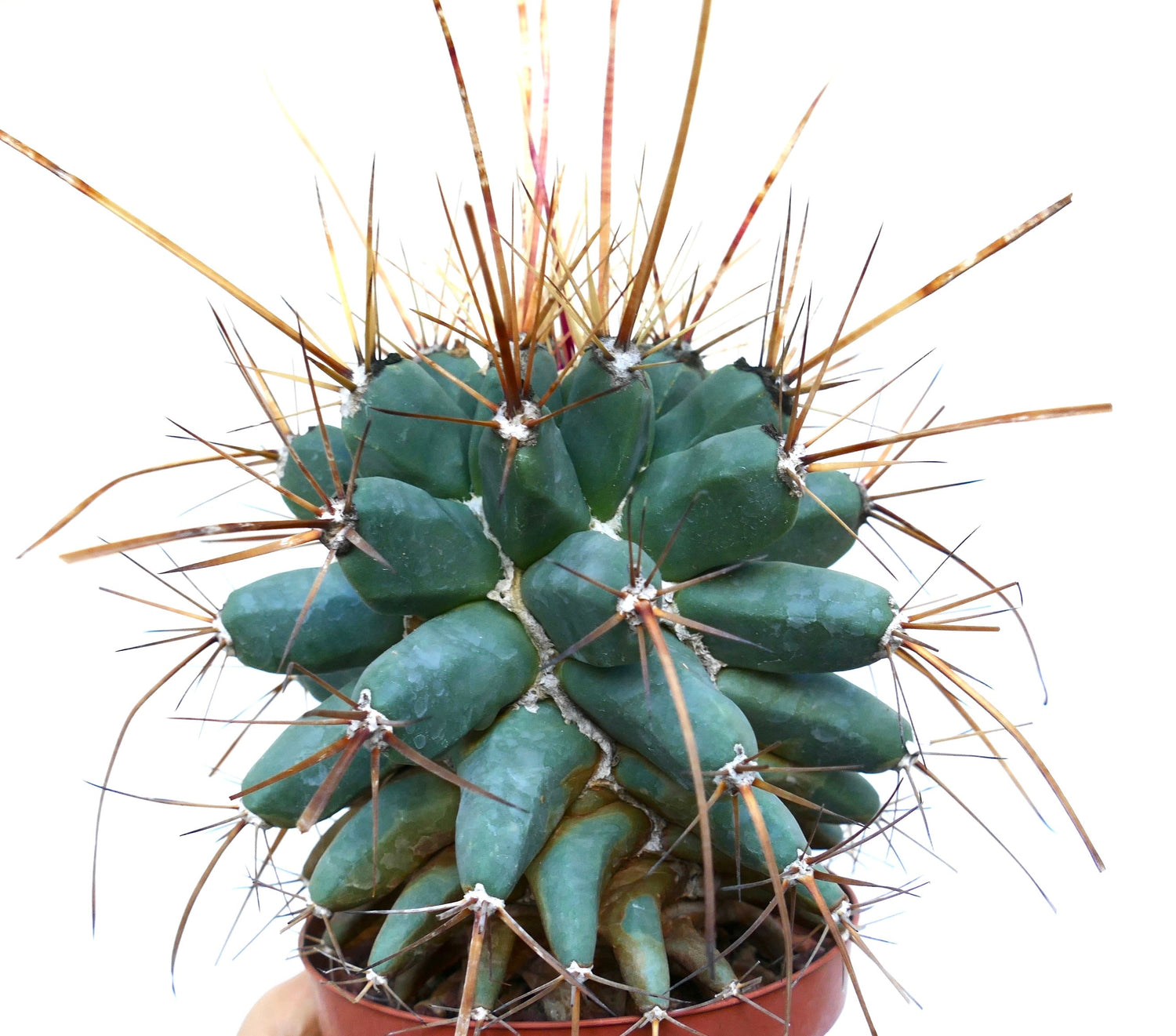 ฟีโรแบร์เจีย ซีวี คิกโกะ