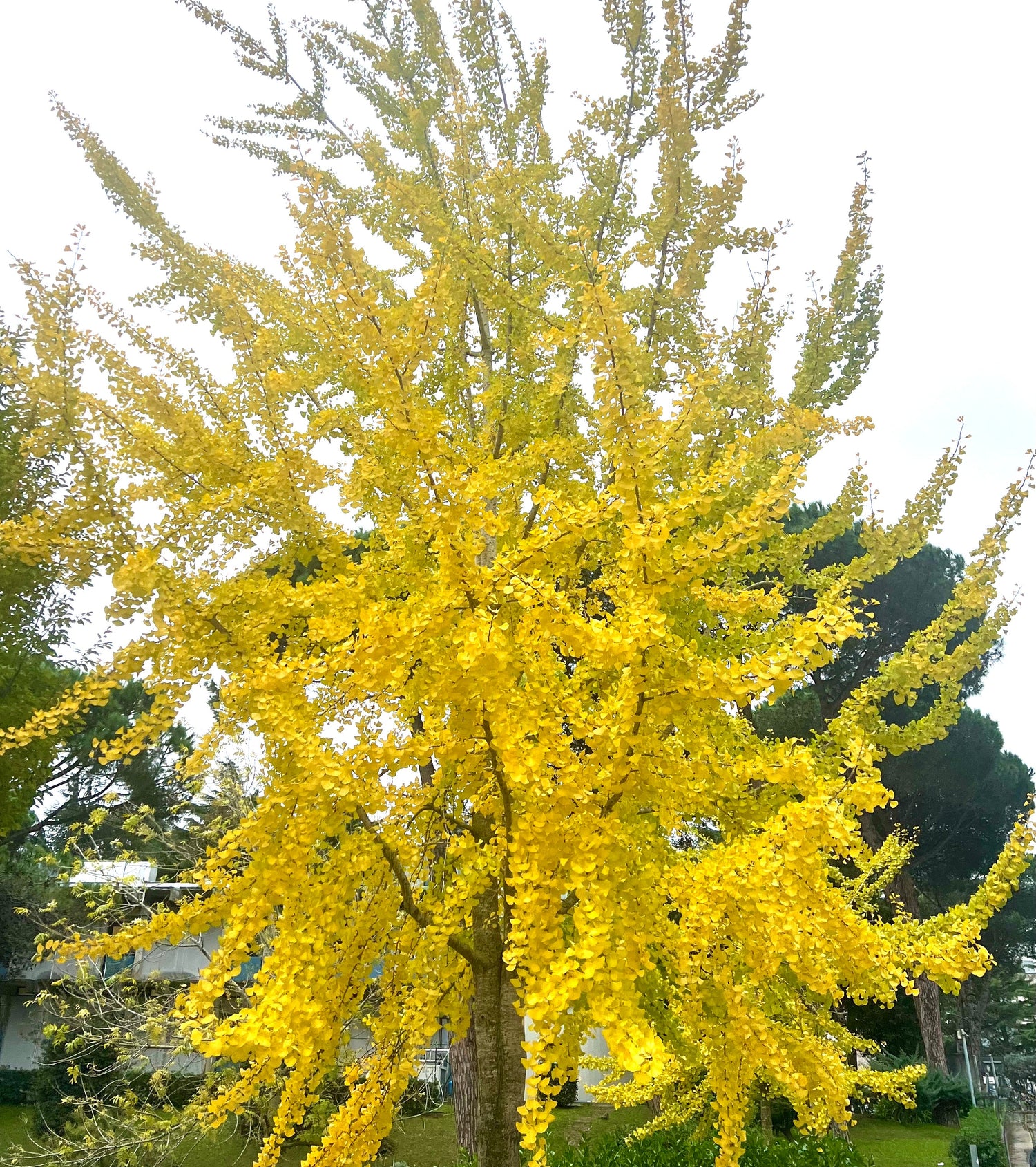 ต้นแปะก๊วยในฤดูใบไม้ร่วง