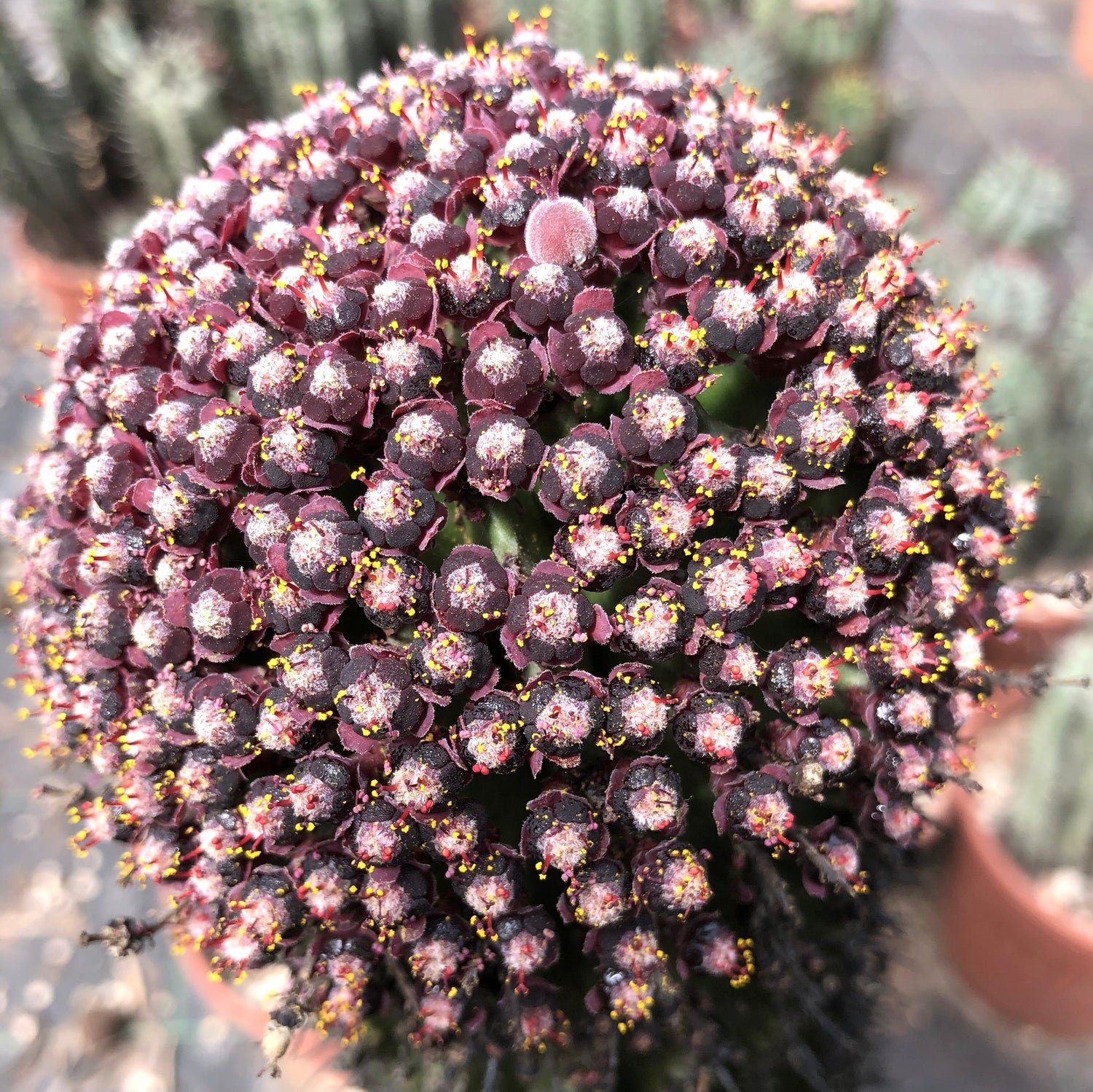Euphorbia horrida in flower