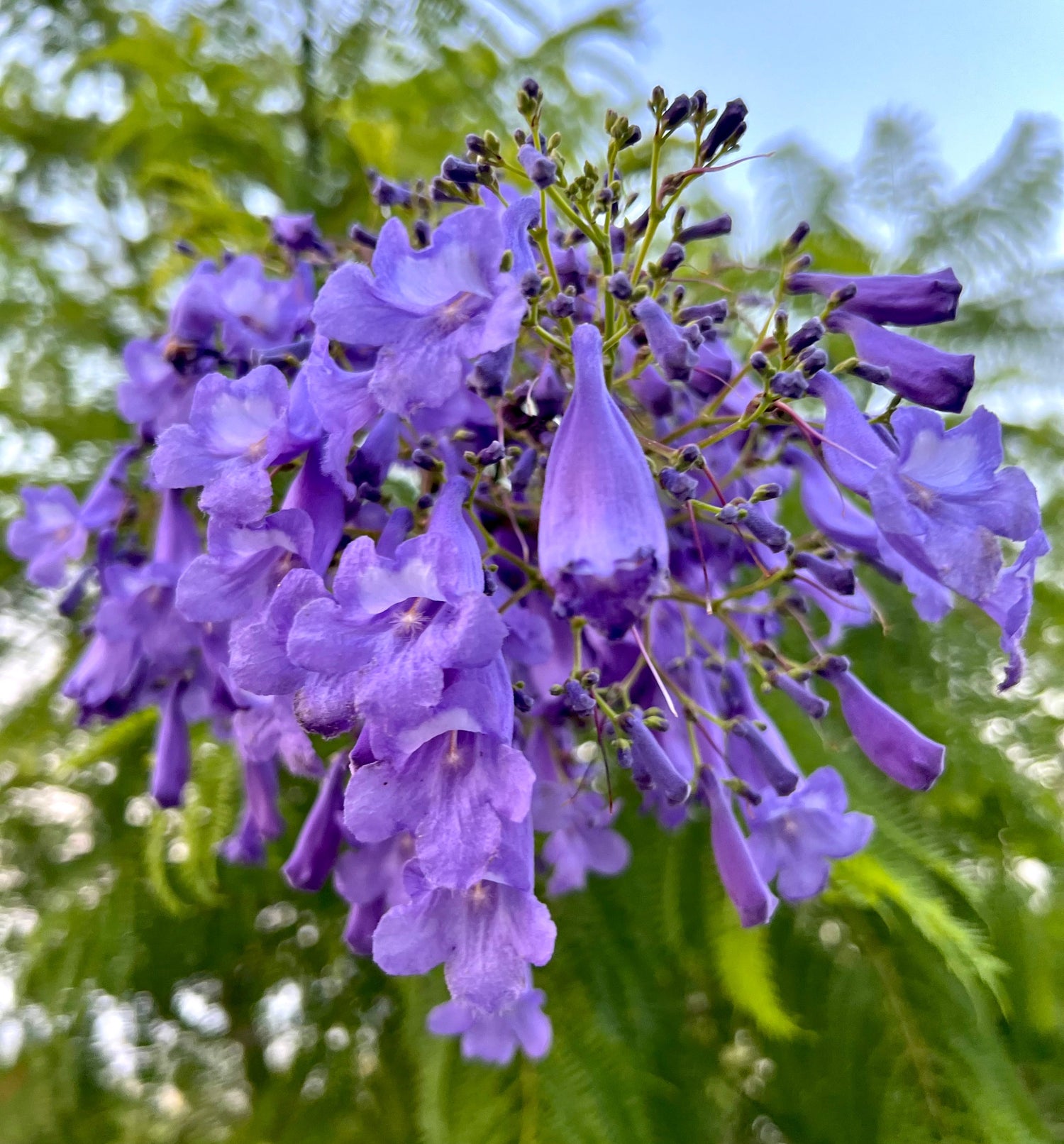 Jacaranda