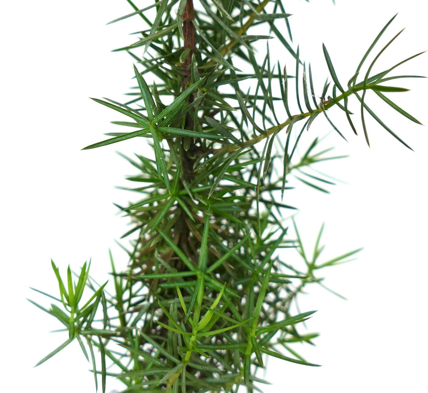 ภาพระยะใกล้ของกิ่งจูนิเปอร์รัส คอมมูนิส ที่มีใบเข็มสีเขียวหนาแน่นและแหลมคมกระจายรอบก้านไม้แห้ง แยกฉากหลังสีขาว