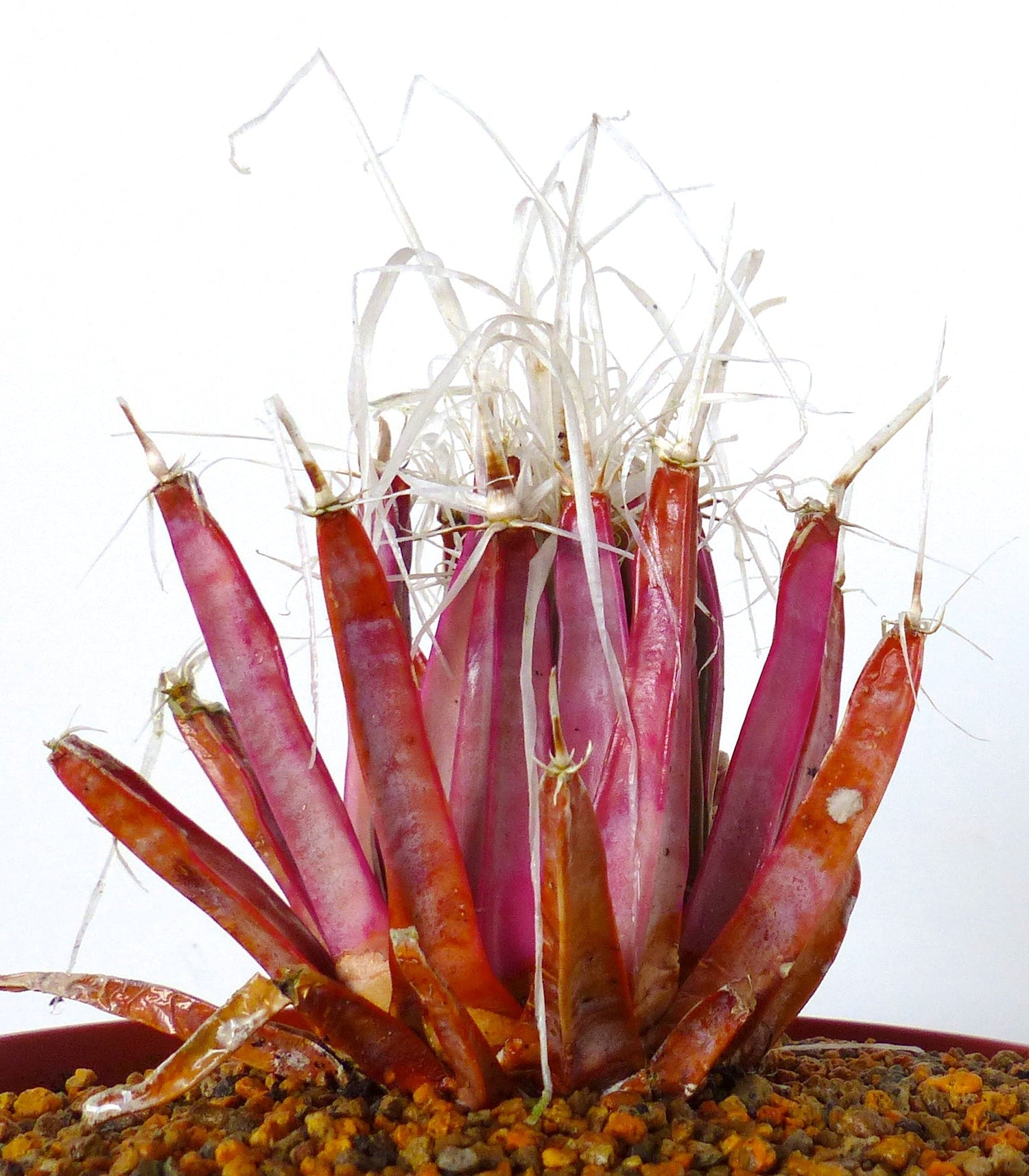 รูปลักษณ์เรดของลอยเทนแบร์เกีย