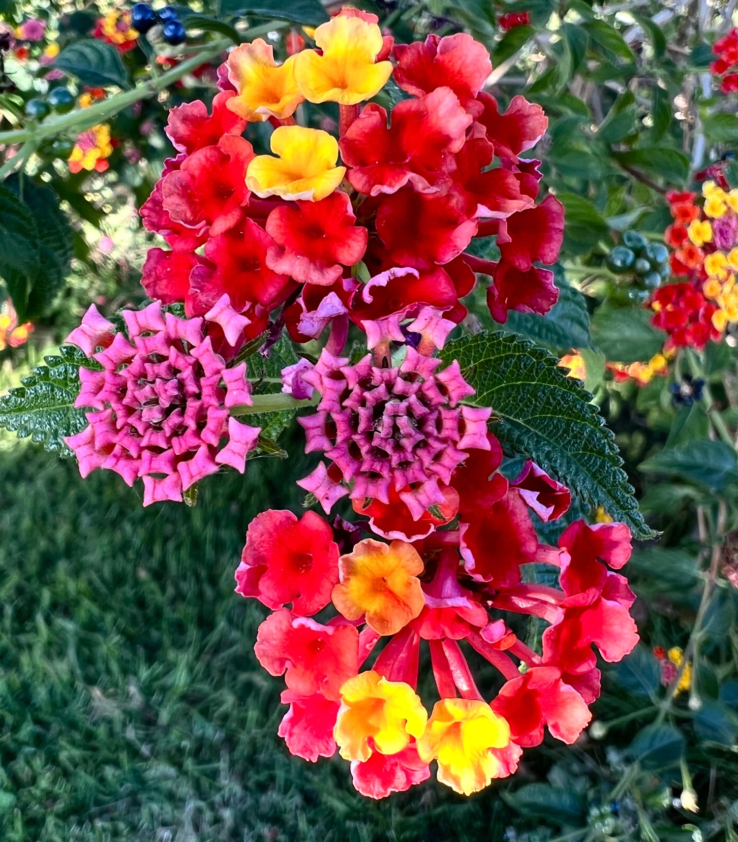 Lantana