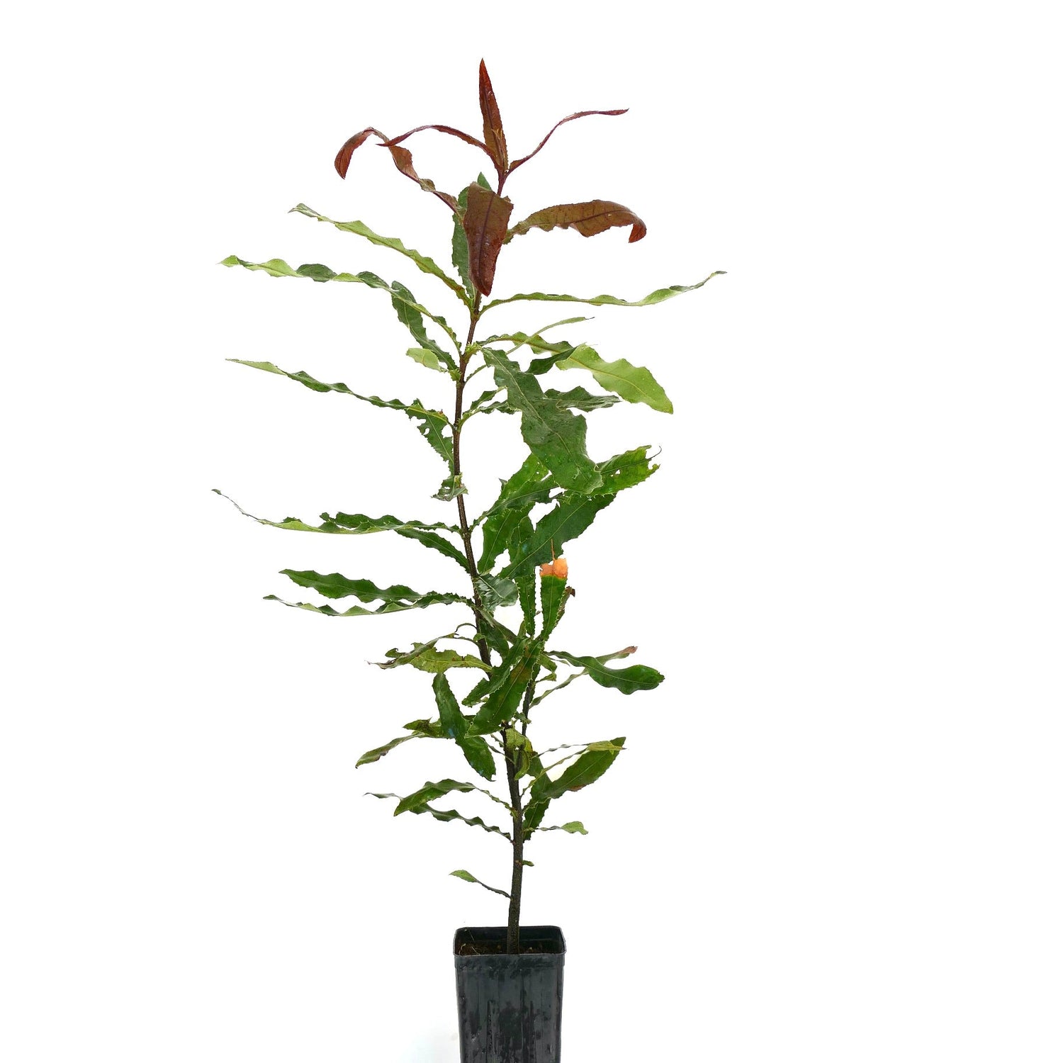 ต้นแมคคาเดเมีย อินเทกริฟโอลิอา อายุน้อย มีใบสีเขียวและสีแดงอมชมพูในกระถางเพาะชำบนพื้นหลังสีขาว