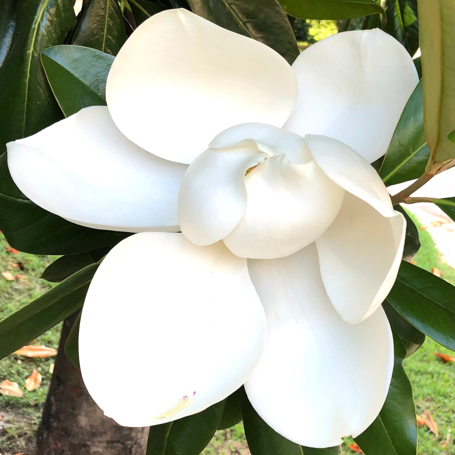 แม็กโนเลีย กันดิฟลอรา ดอกใหญ่สีขาว