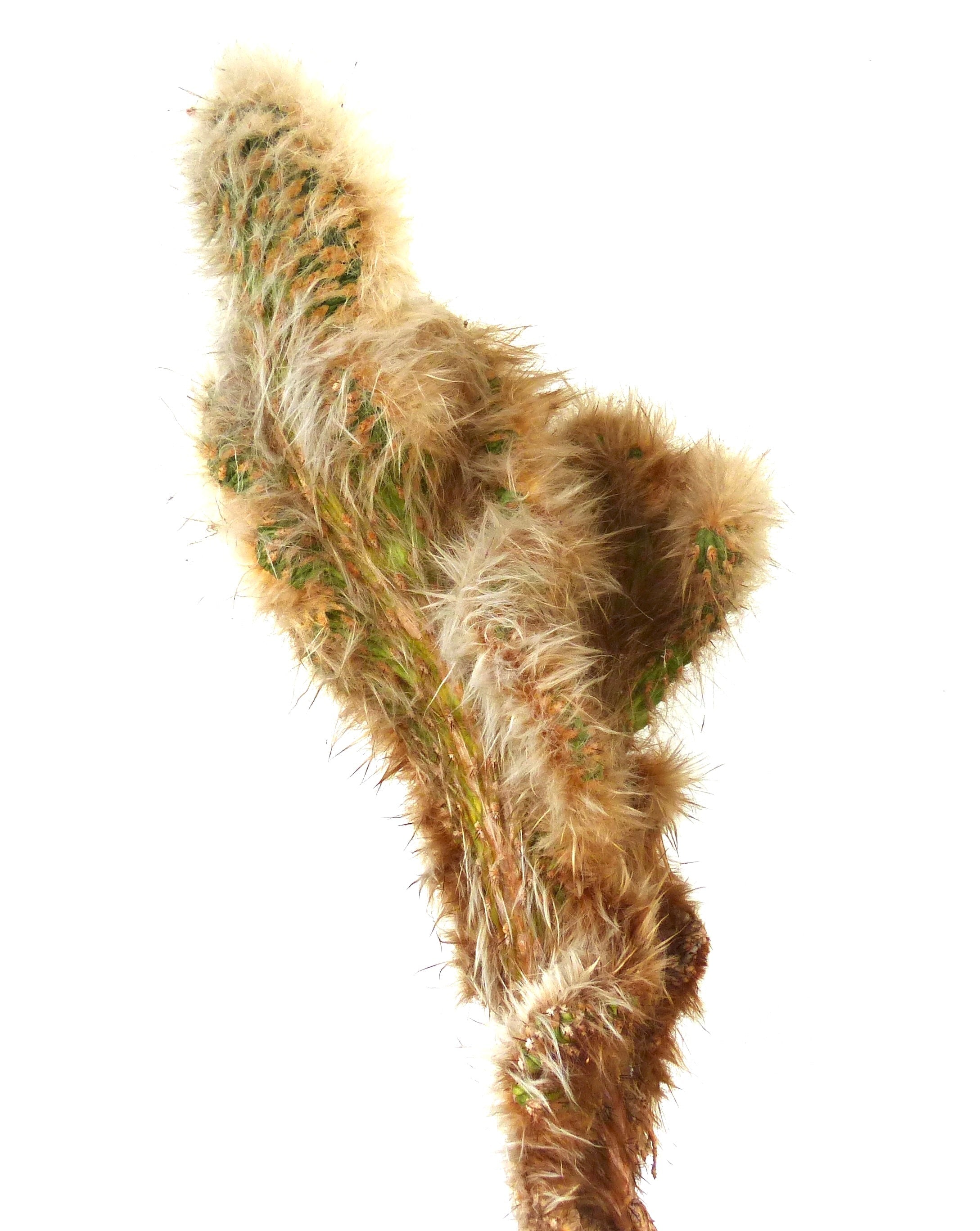 Oreocereus Collection | Botanical Archive | Buy Now From Us