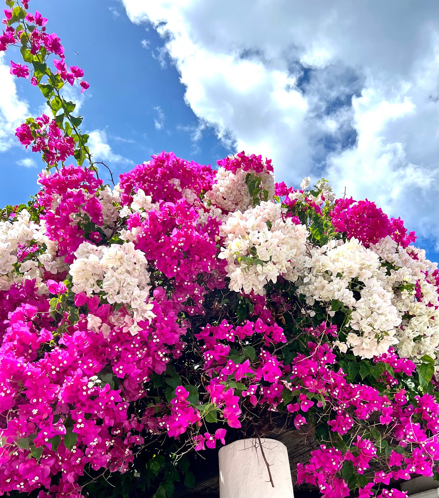 ต้นเฟื่องฟ้าดอกสีขาวและสีชมพู