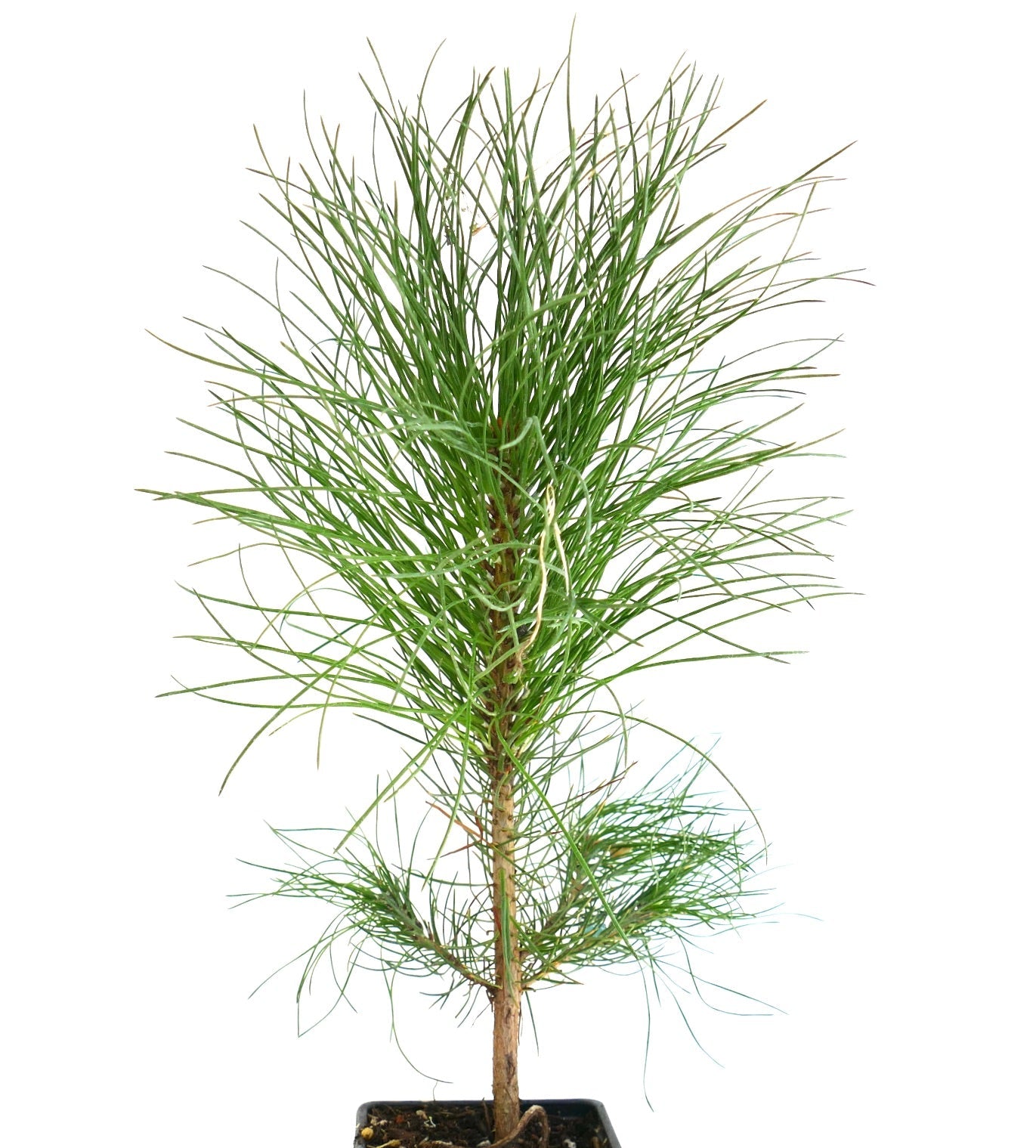 ต้นสนพูเดอโรซาอ่อนวัย