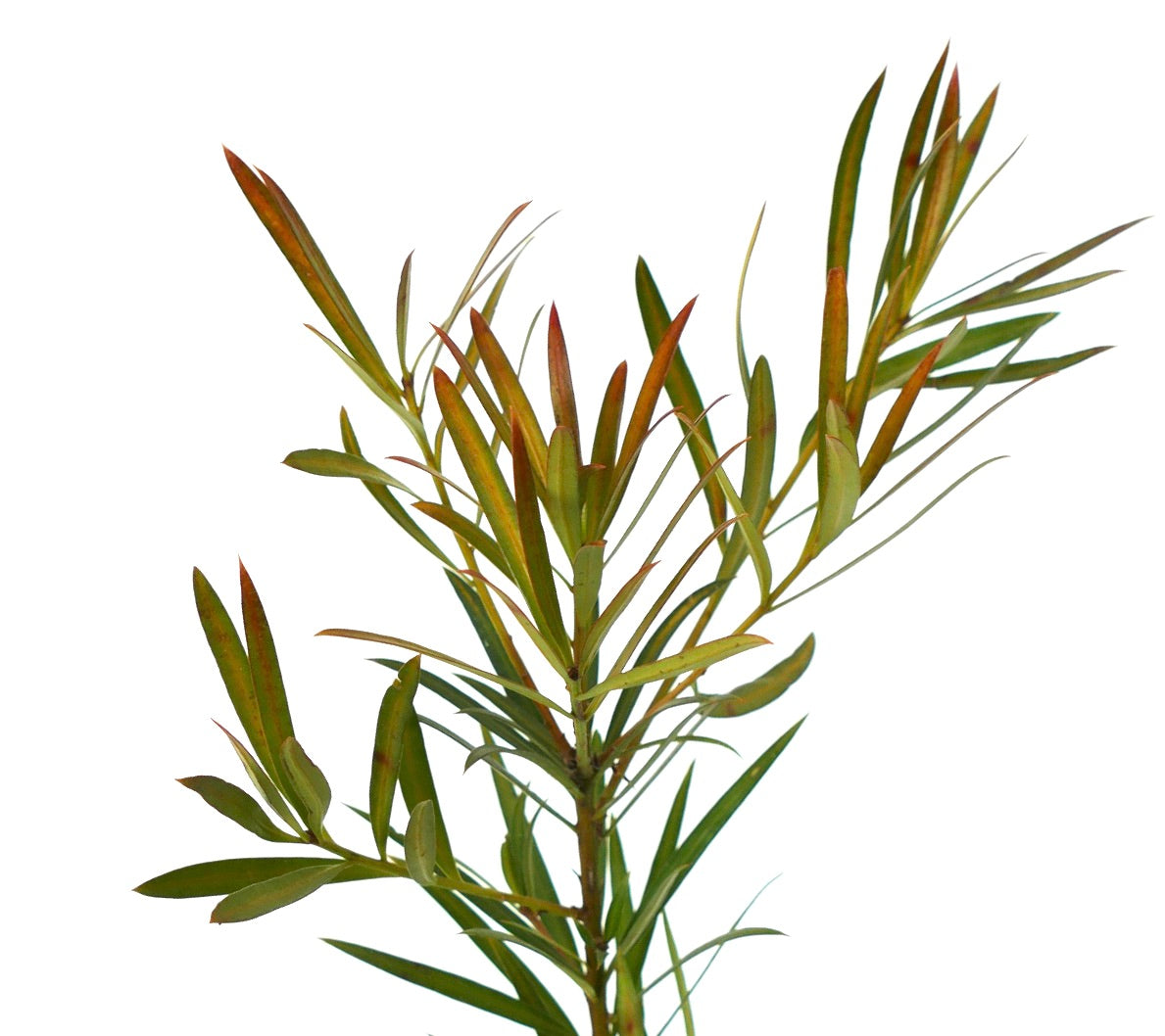 Podocarpus