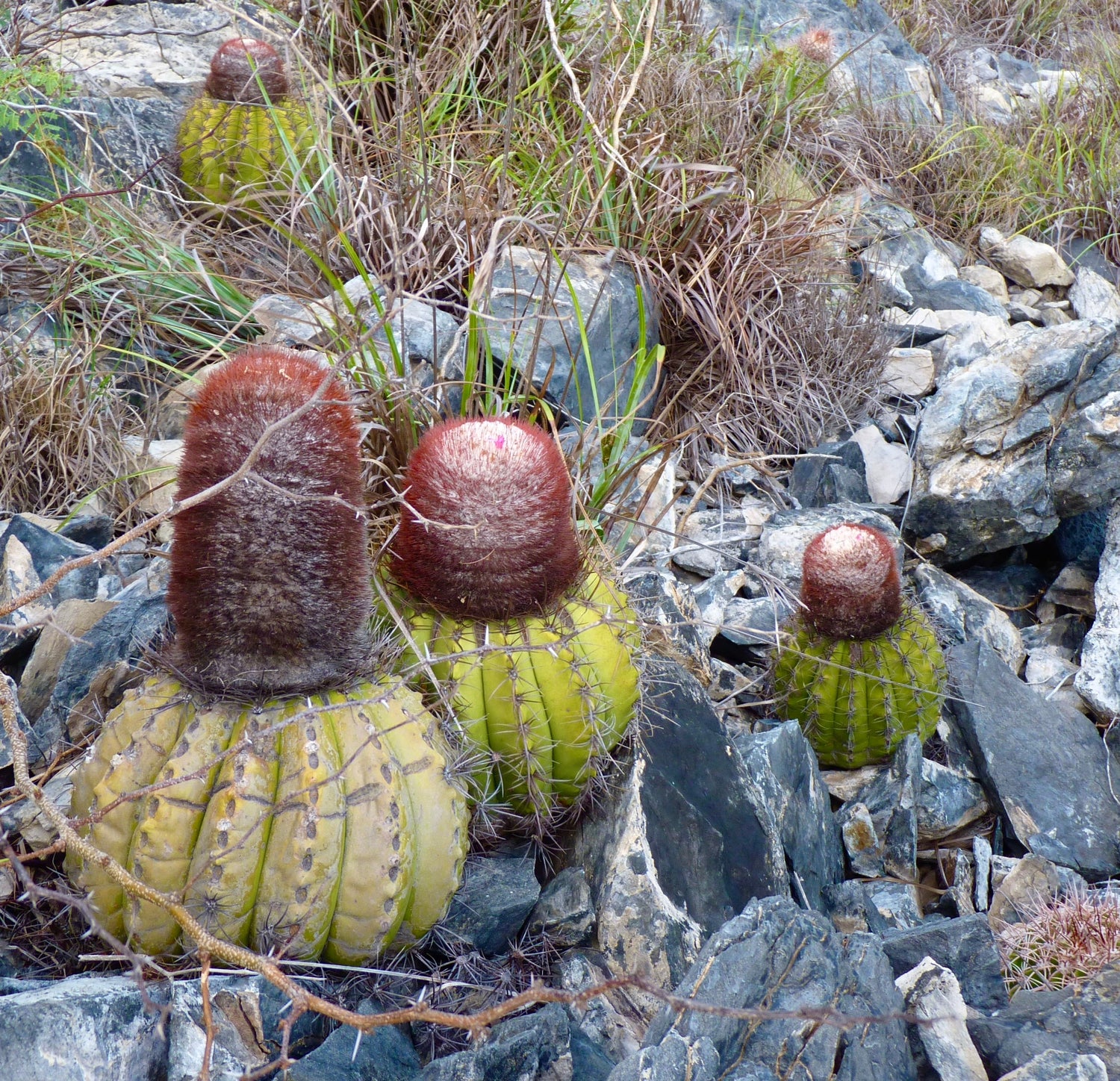 พืชสวนหินในเวเนซุเอลา