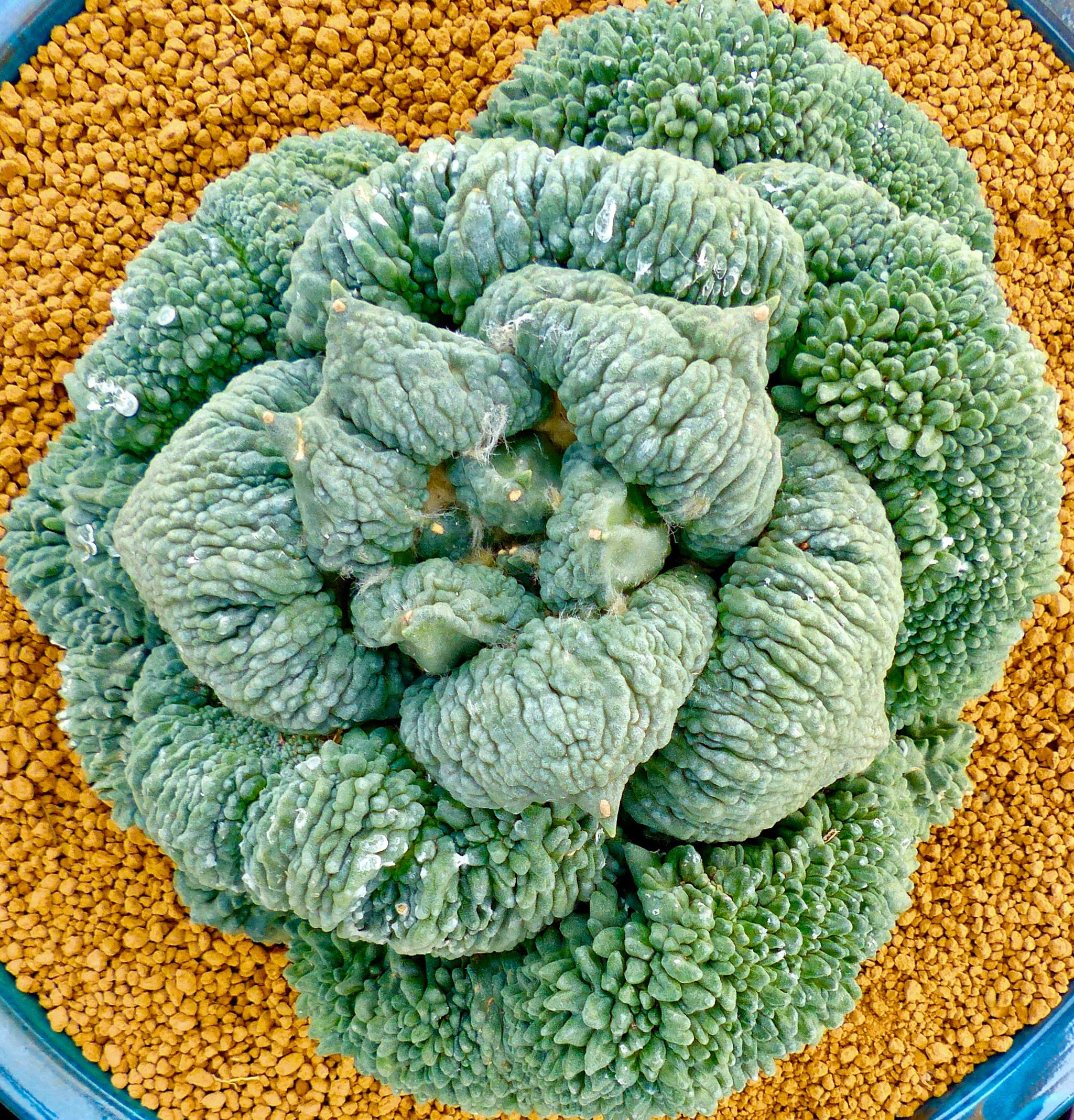 タービニカルプス種子コレクション | Botanical Archive | 当店