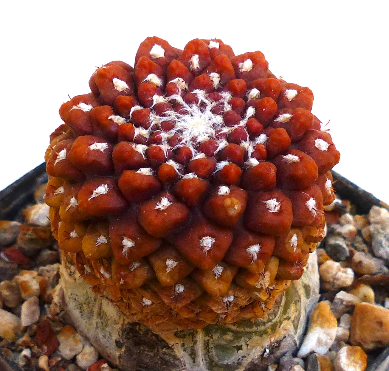 Specimen di Thelocephala malleolata rosso-arancio