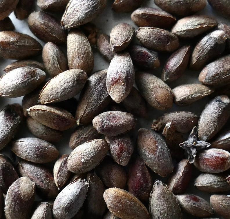 Semi freschi di Thuja occidentalis