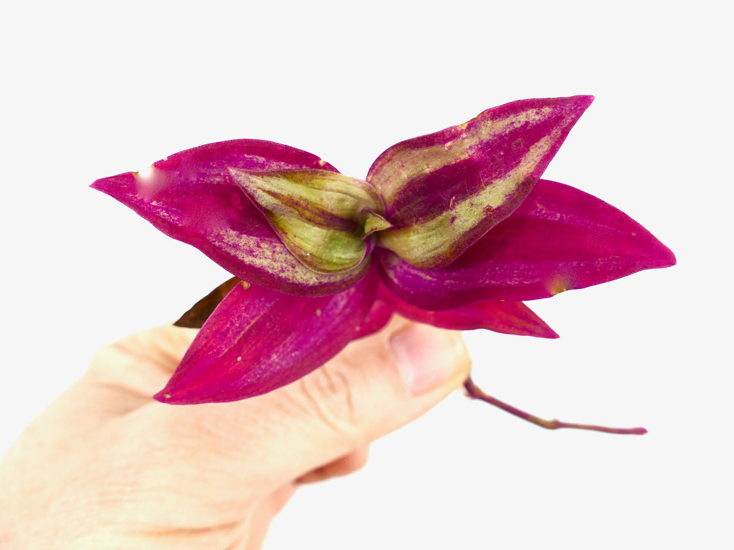 Tradescantia