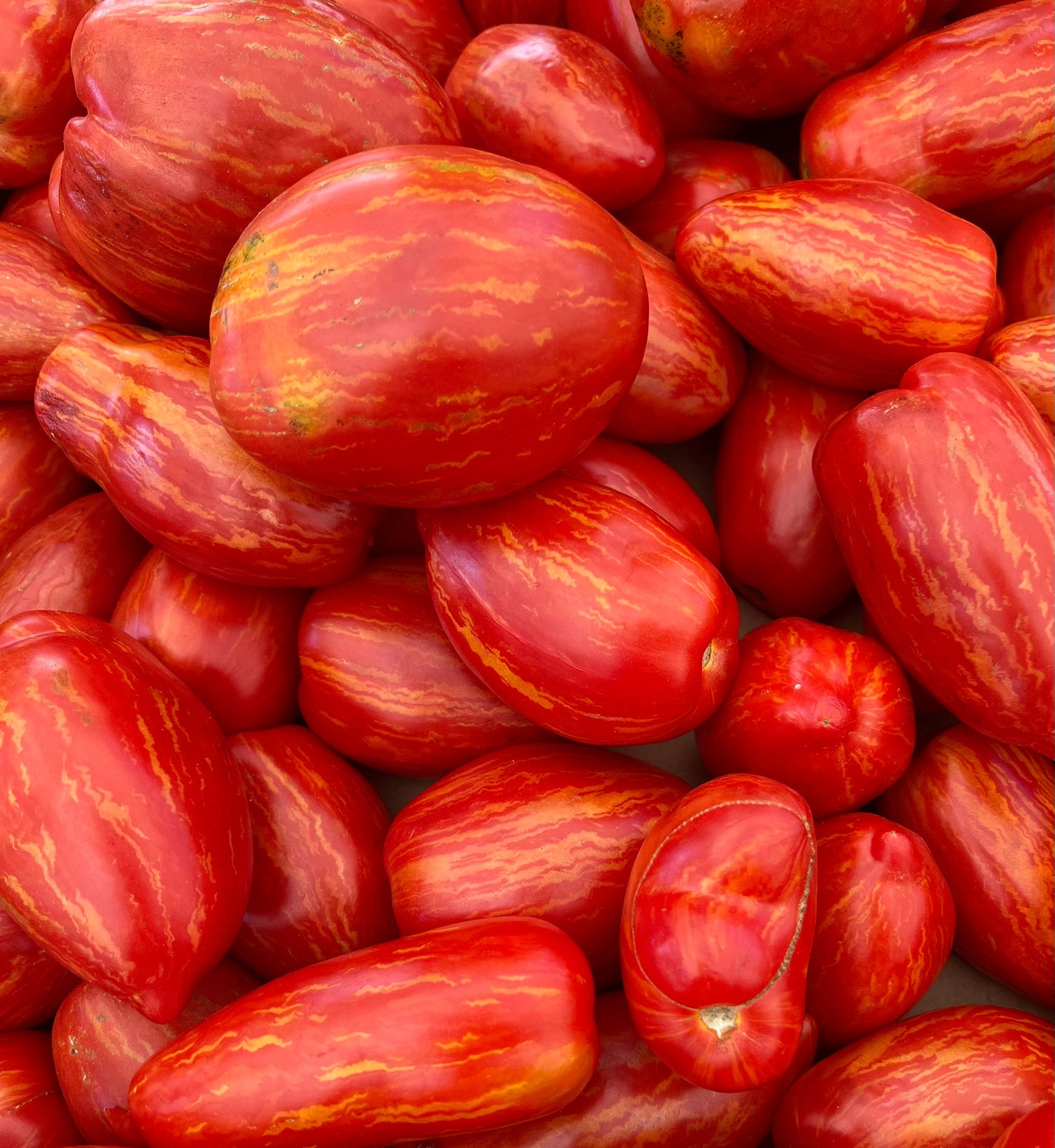 Tomato fruits grown from our seeds