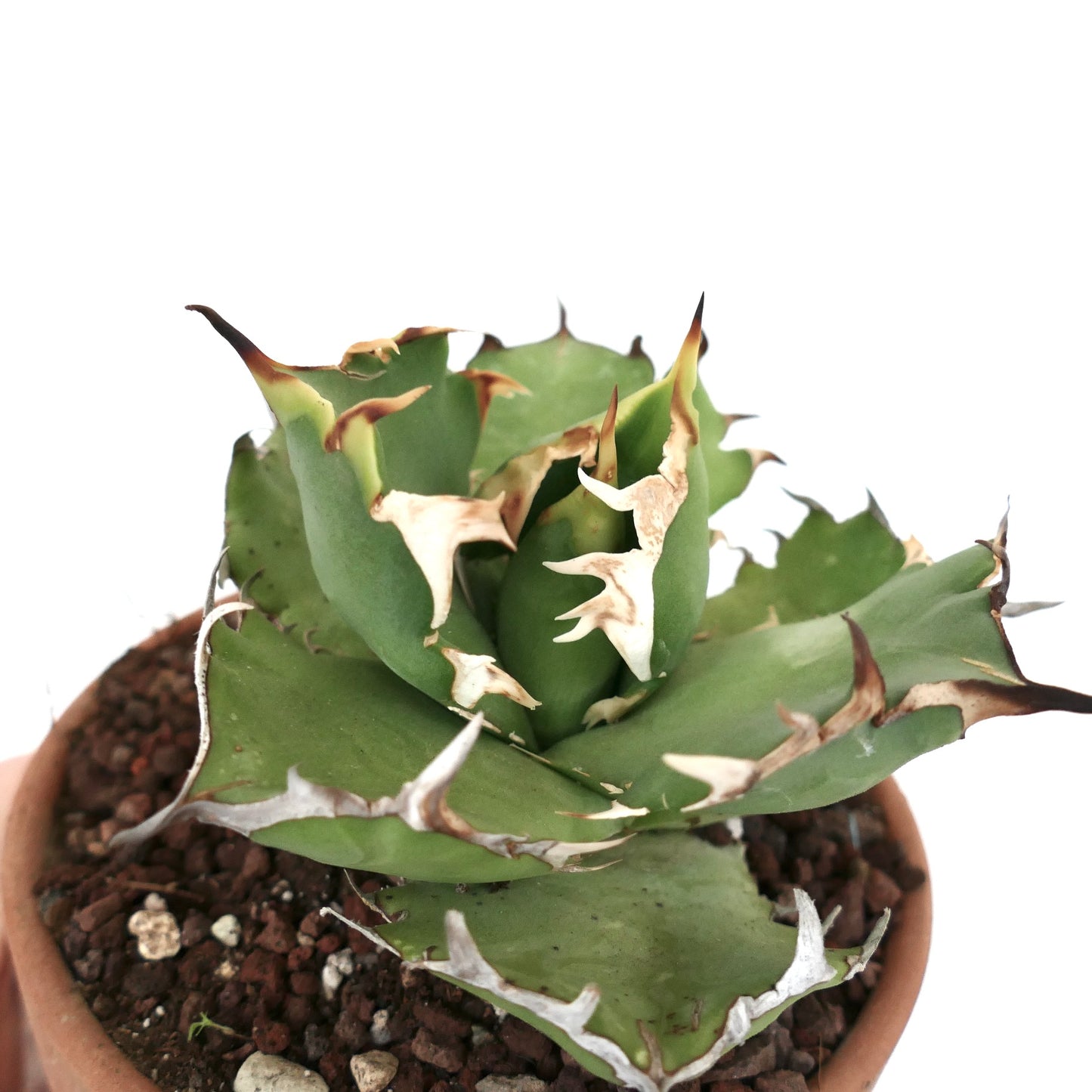 Agave titanota cv SHARK SHOUI compact 441