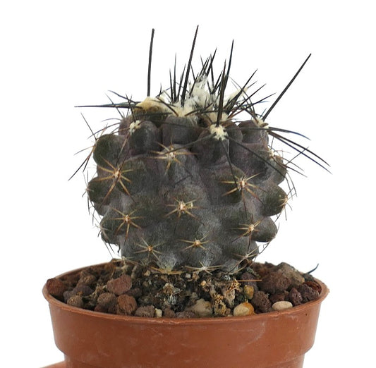 Copiapoa cinerea X atacamensis UA5