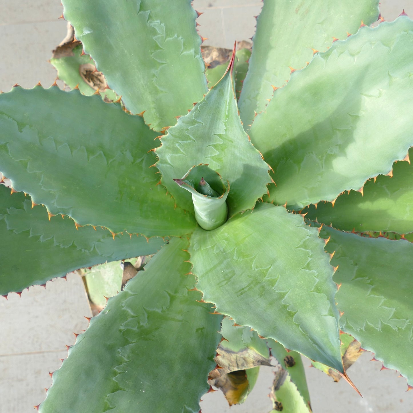 Agave asperrima subsp. potosiensis X Agave ovatifolia (Mr. Corsi HYBRID)