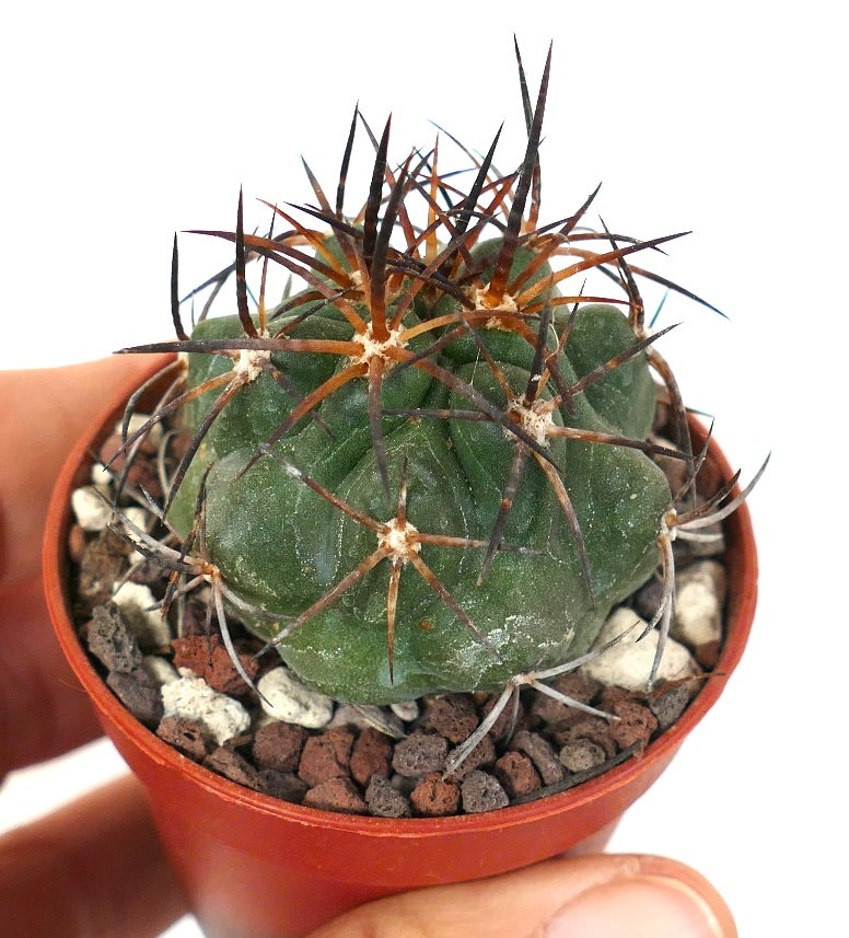 Copiapoa solaris R7