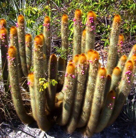 Micranthocereus auri-azureus HU346 SEMI