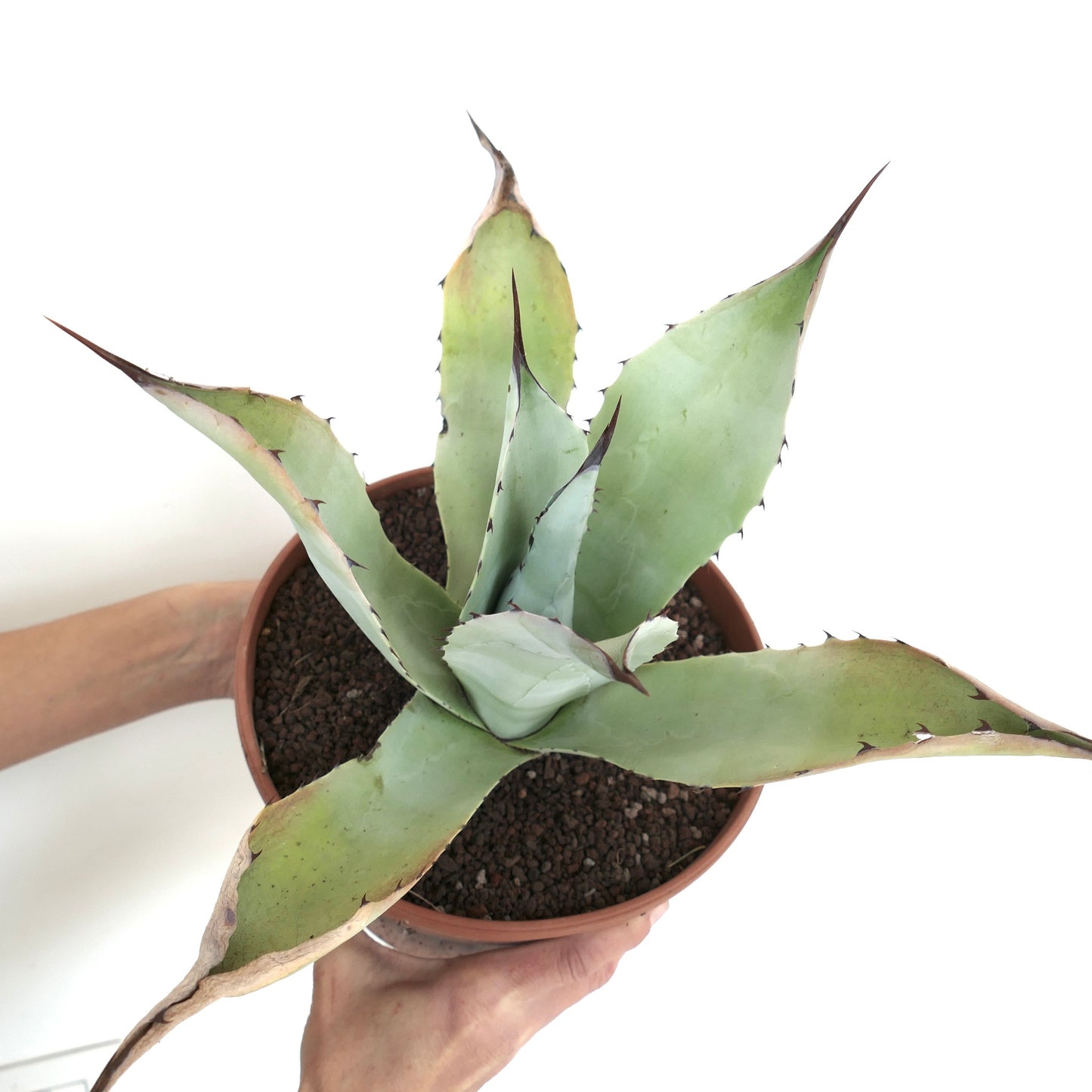 Agave parryi X Agave ovatifolia HUNTIGHTON (Mr. Corsi HYBRID) PT71