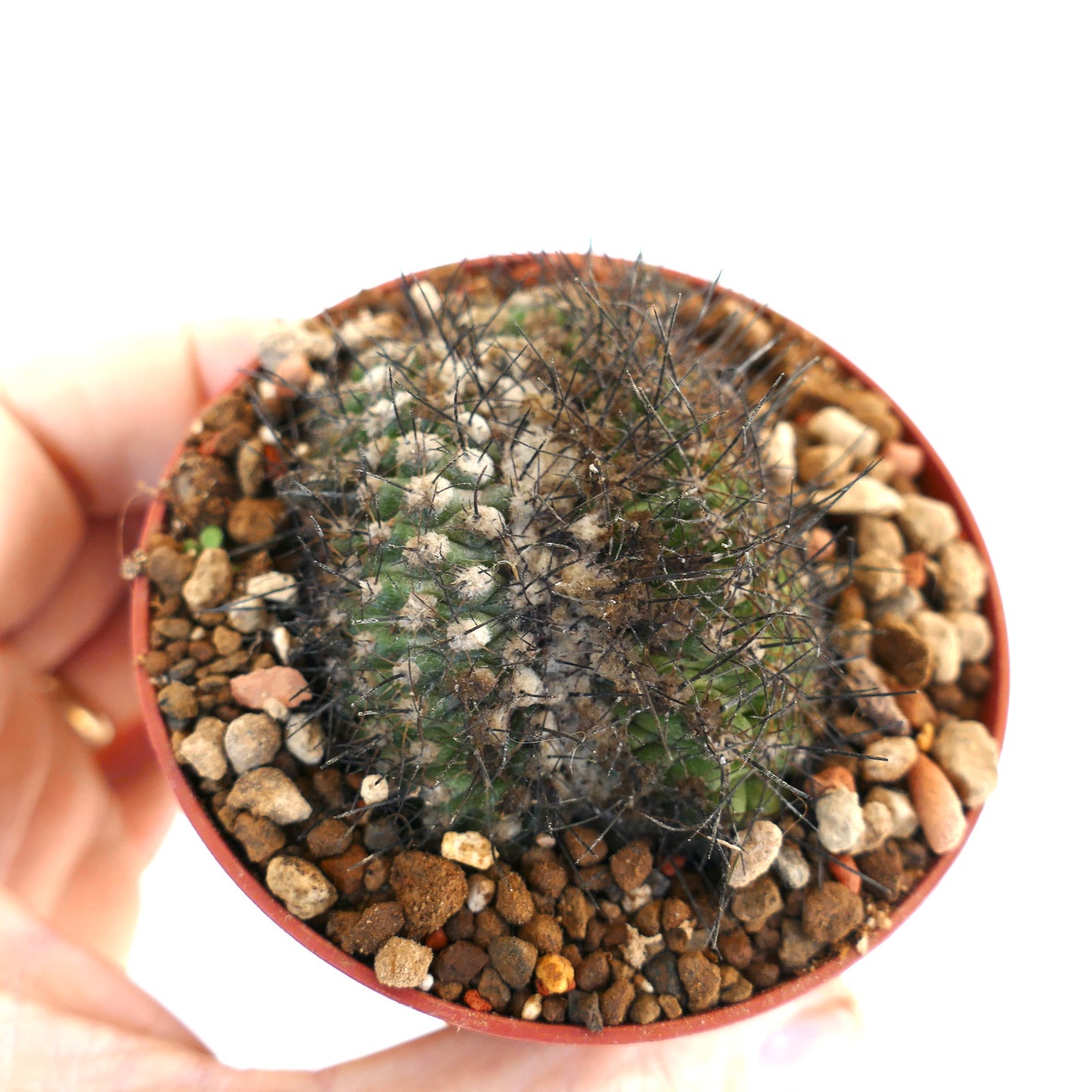 Copiapoa humilis CRESTED 13551