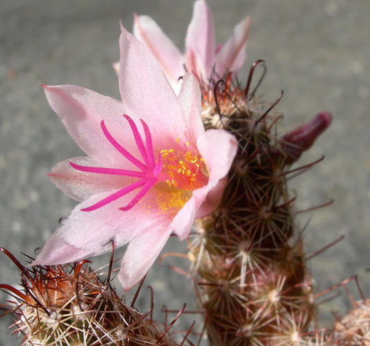 Mammillaria yaquensis SEEDS